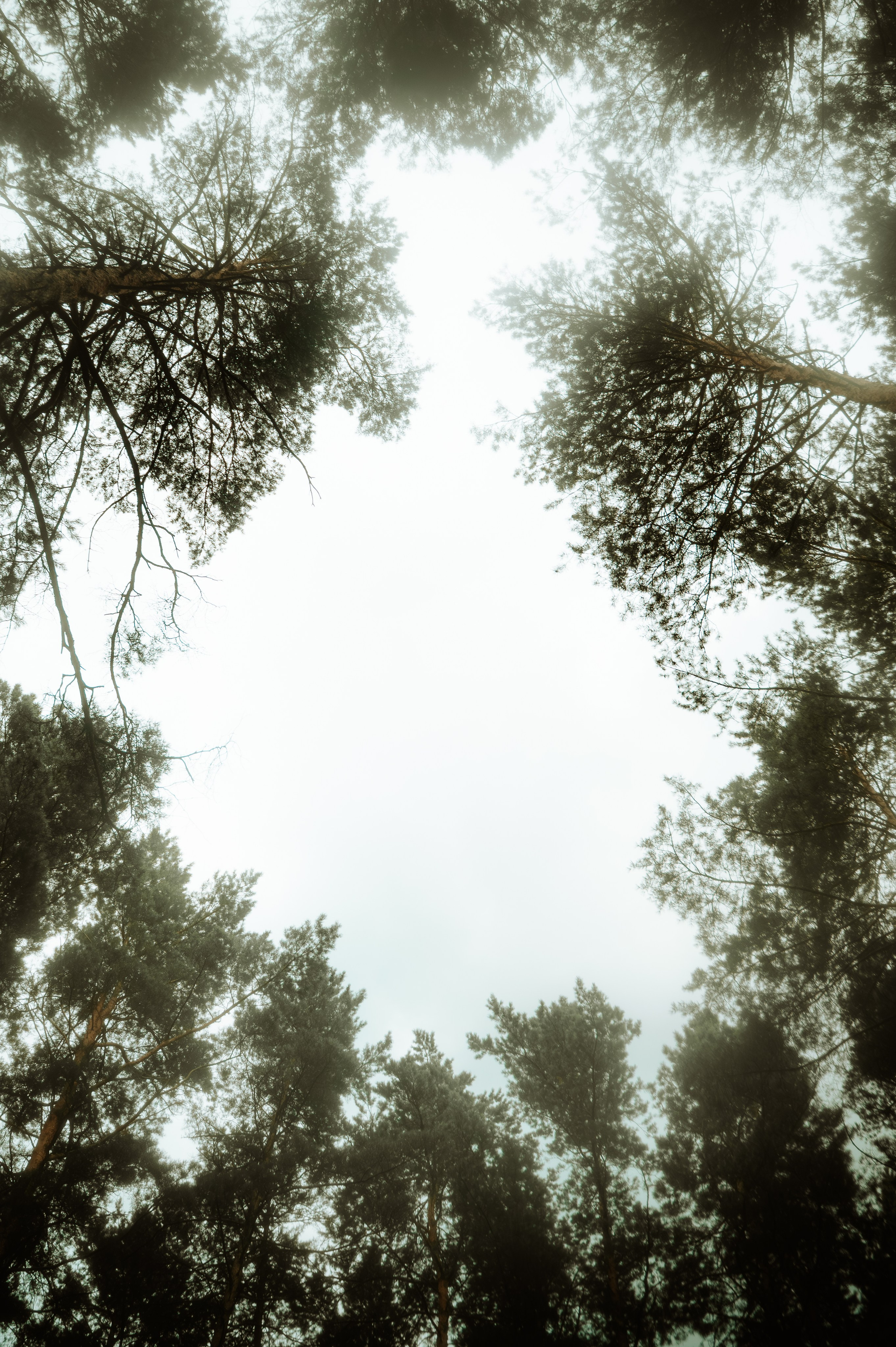 Индивидуальная фотосессия для Алины. Фотограф/видеограф Богдан Голованов