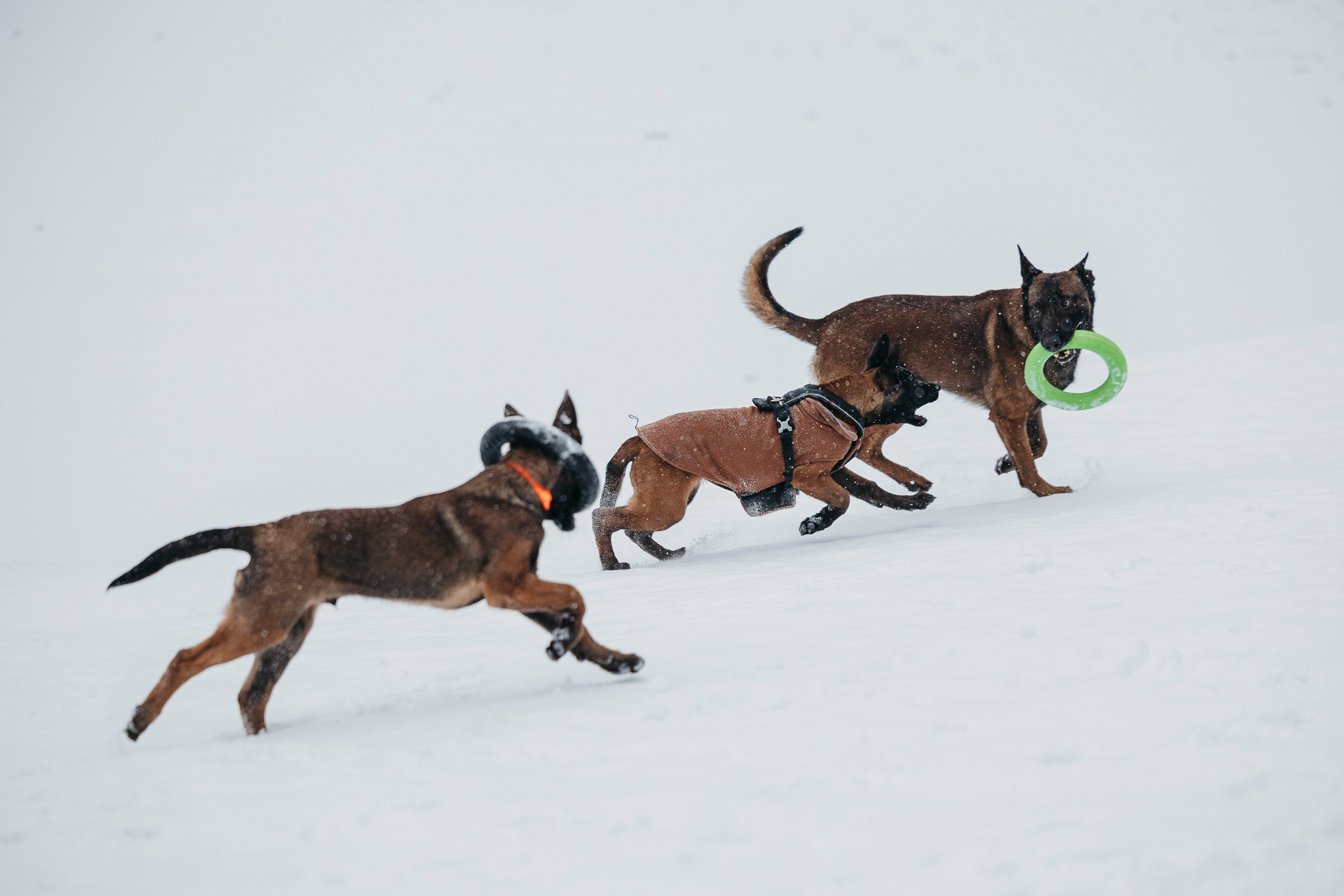 Карьер. Фотограф-анималист Анна Маринич