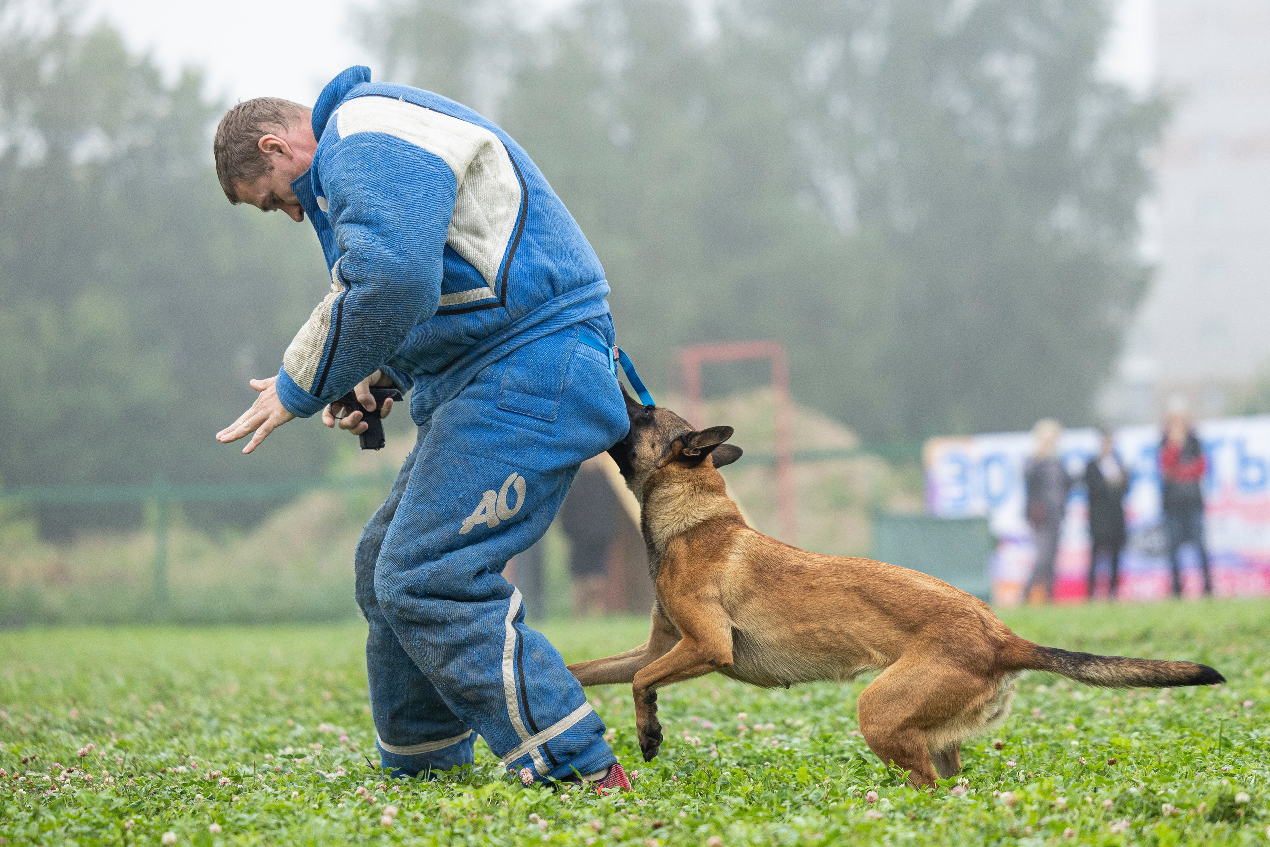 Соревнования по Мондьорингу г. Вологда 10-11.08.2024. Фотограф-анималист Анна Маринич