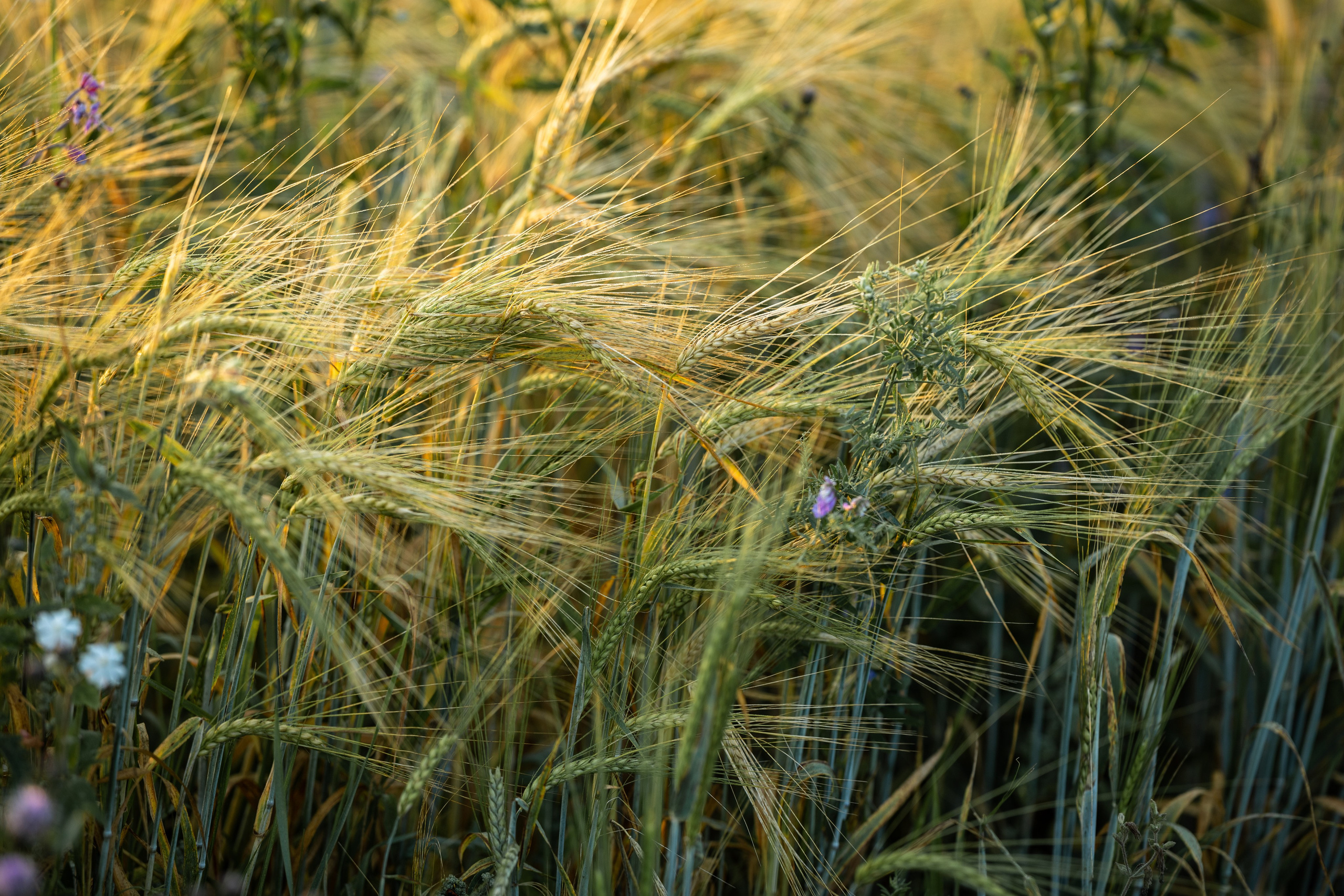 Природные пейзажи. Наталия Клевинскас портретный фотограф в Костроме