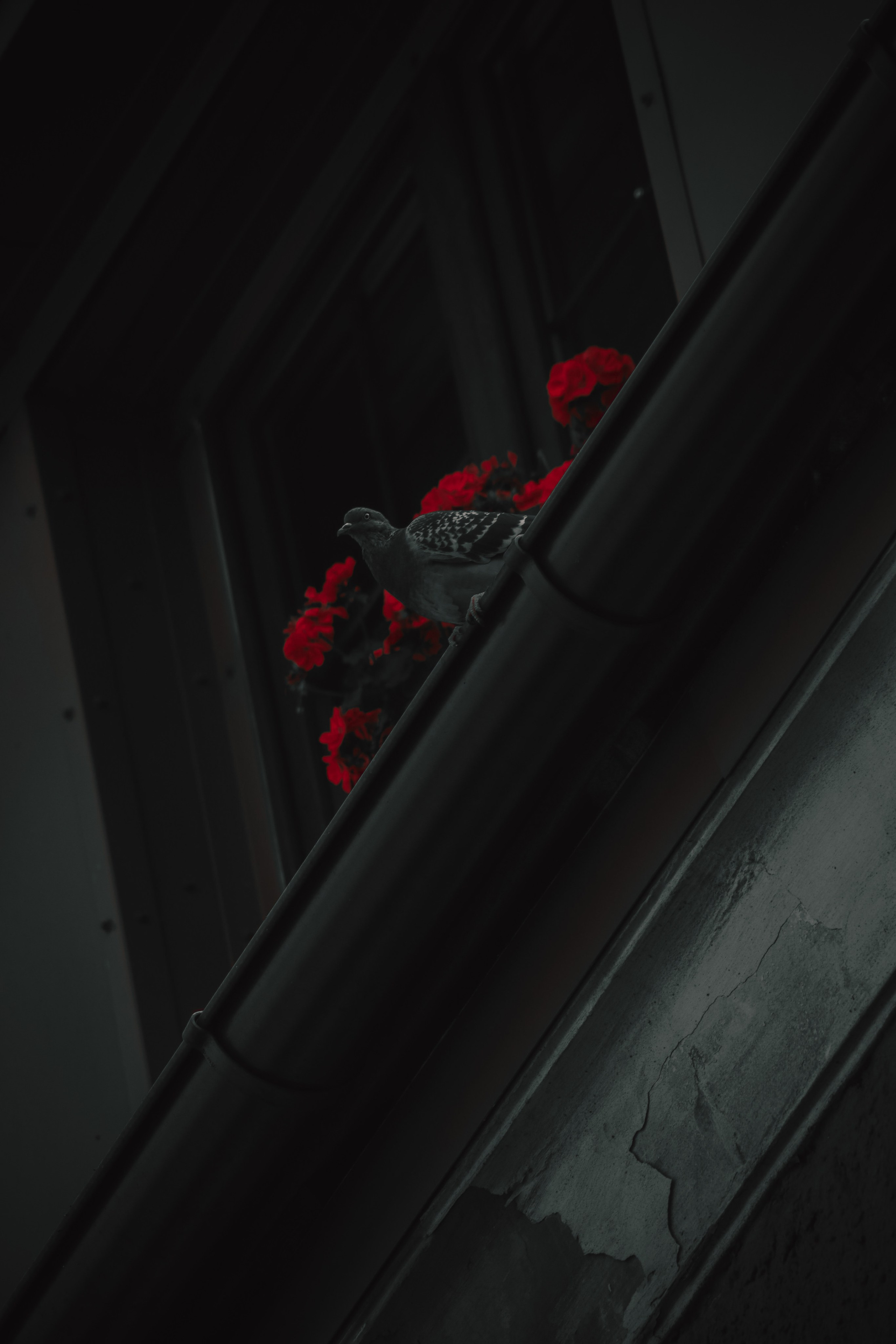 О Д И Н — Ц В Е Т. — Digital Noise —