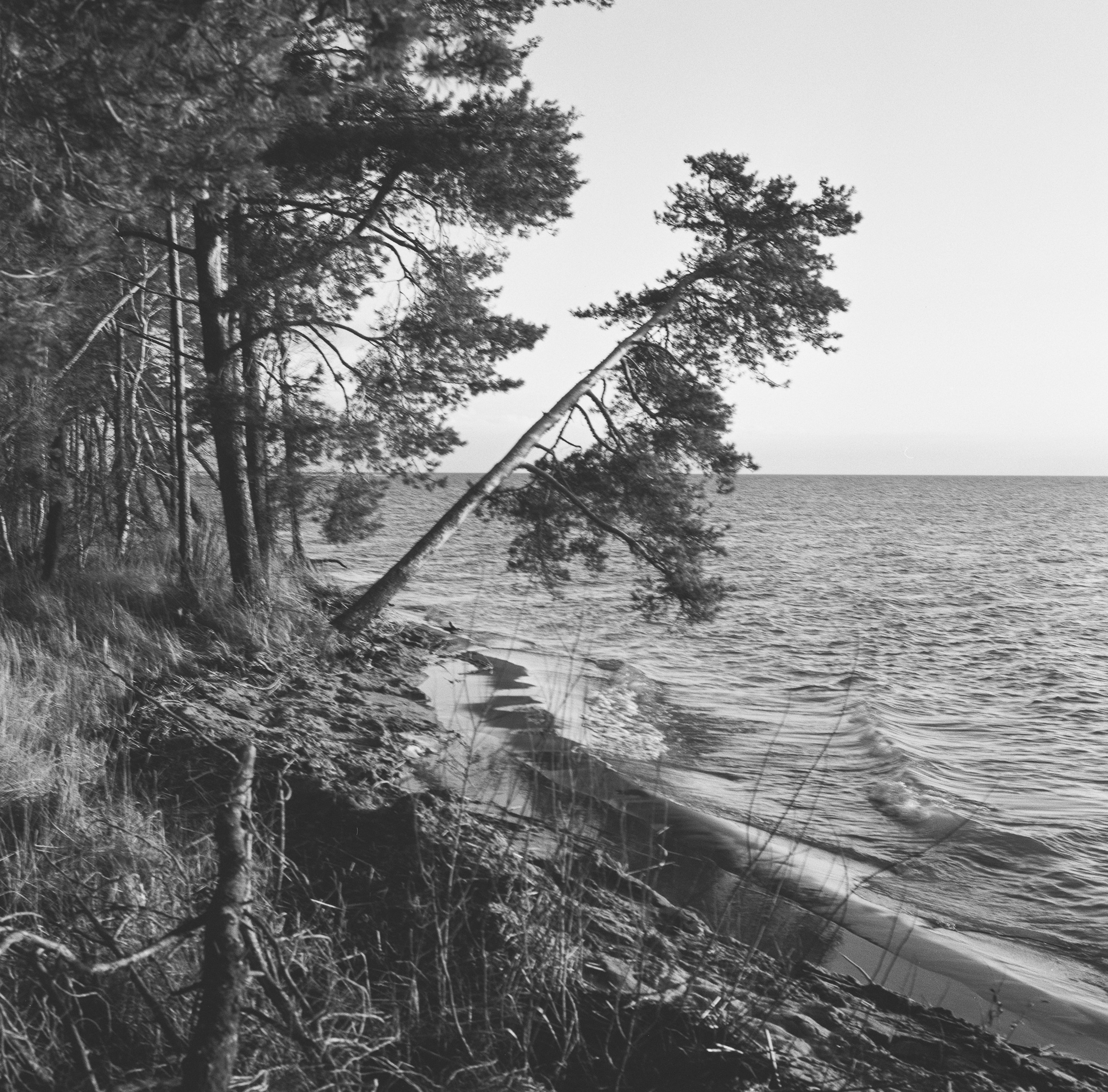 Куршская коса, Rolleiflex 2.8f, Kodak  T-Max 400