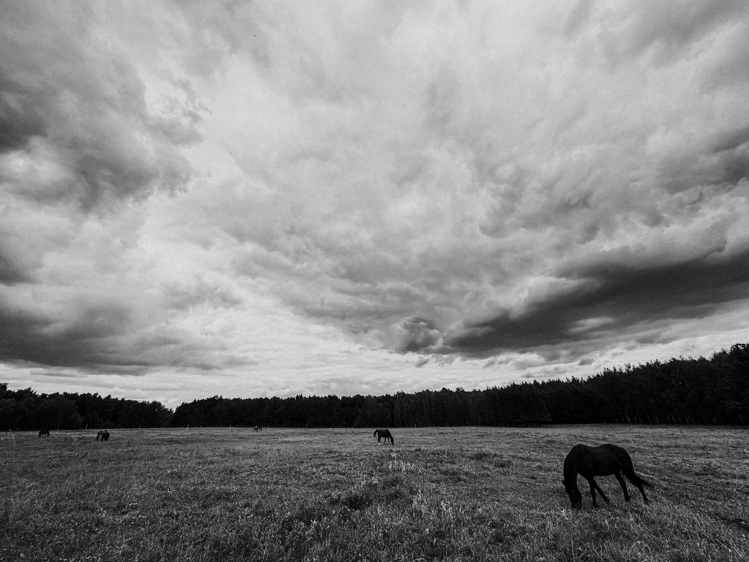 Лошади на поле