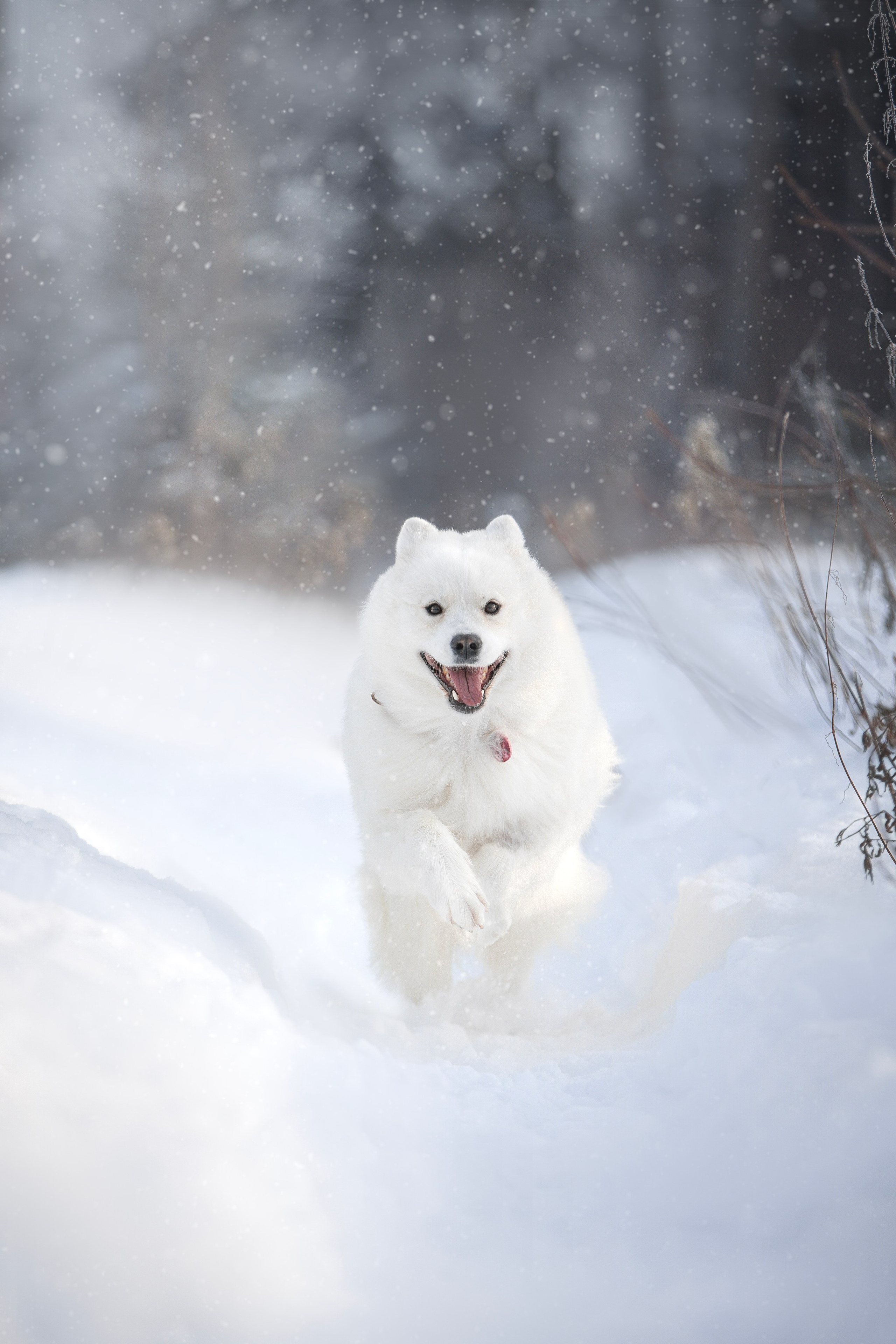 Руби, Николь, Кирилл и Мила. Фотограф анималист в Москве Майорова Евгения