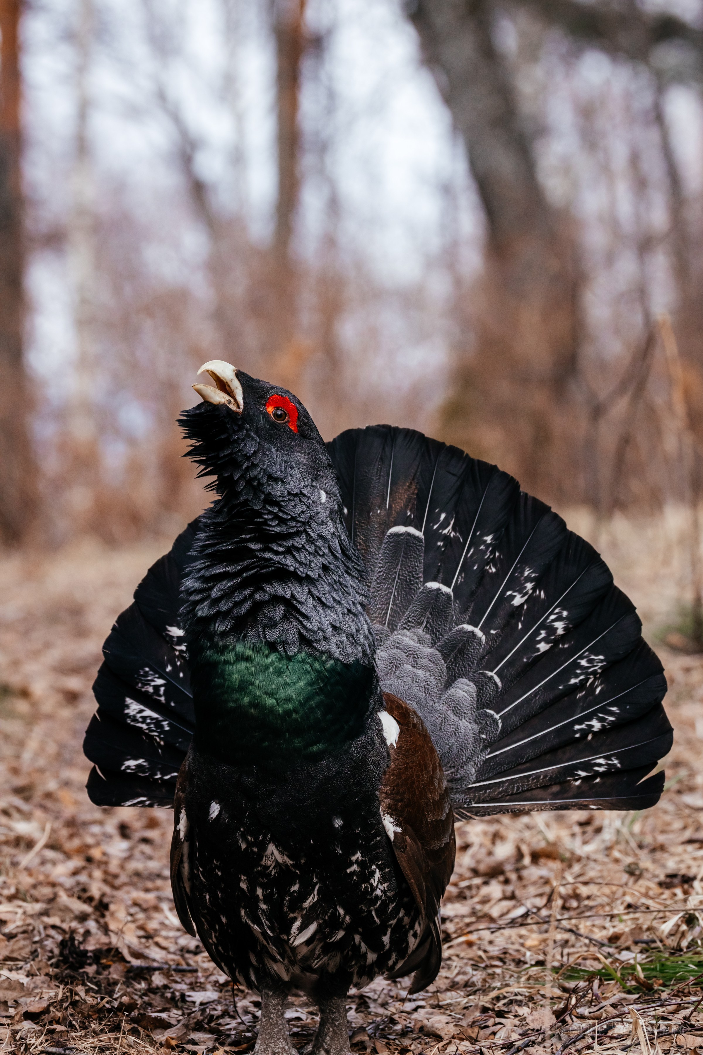 Глухарь. Фотограф в Красноярске Оксана Корчагина