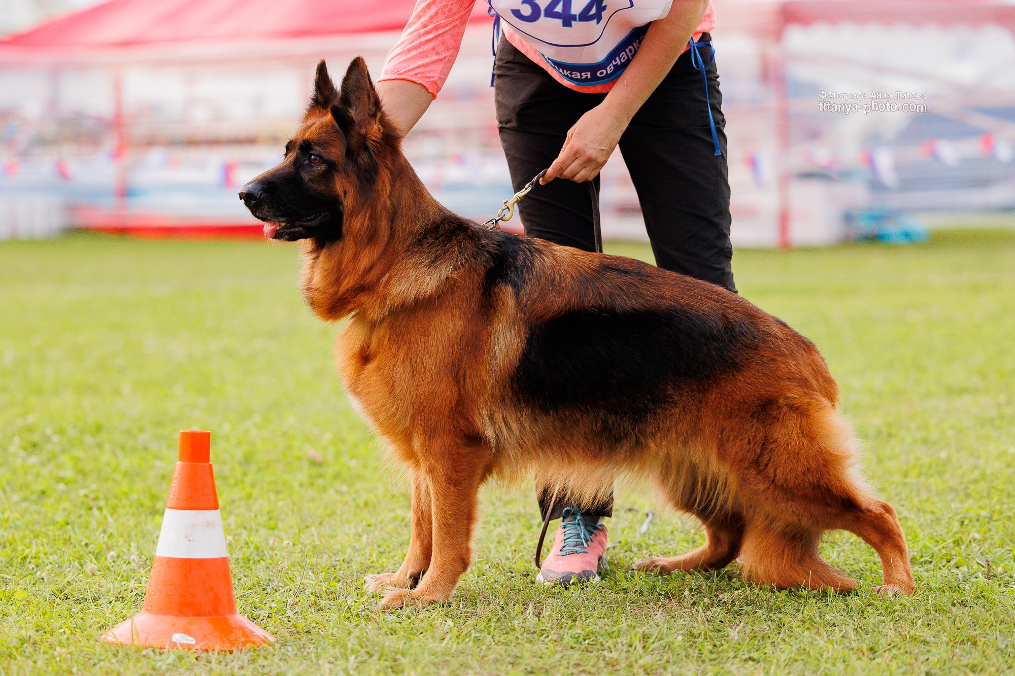 Немецкие овчарки: фото из рингов и вне ринга, мутпроба (фотографии с выставок). Фотограф собак, фотограф-анималист Аня Титова (Titanya). Москва
