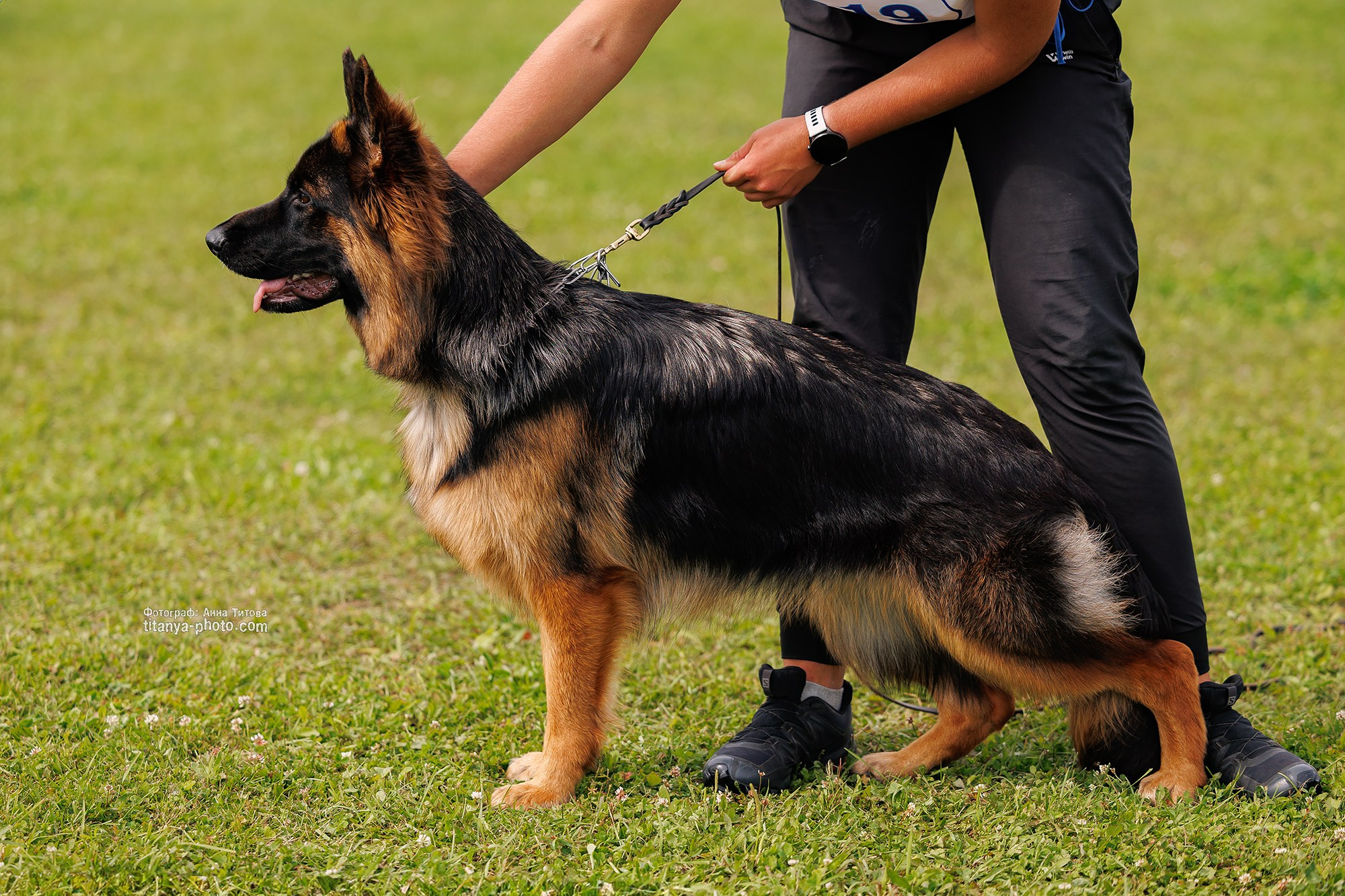 Немецкие овчарки: фото из рингов и вне ринга, мутпроба (фотографии с выставок). Фотограф собак, фотограф-анималист Аня Титова (Titanya). Москва