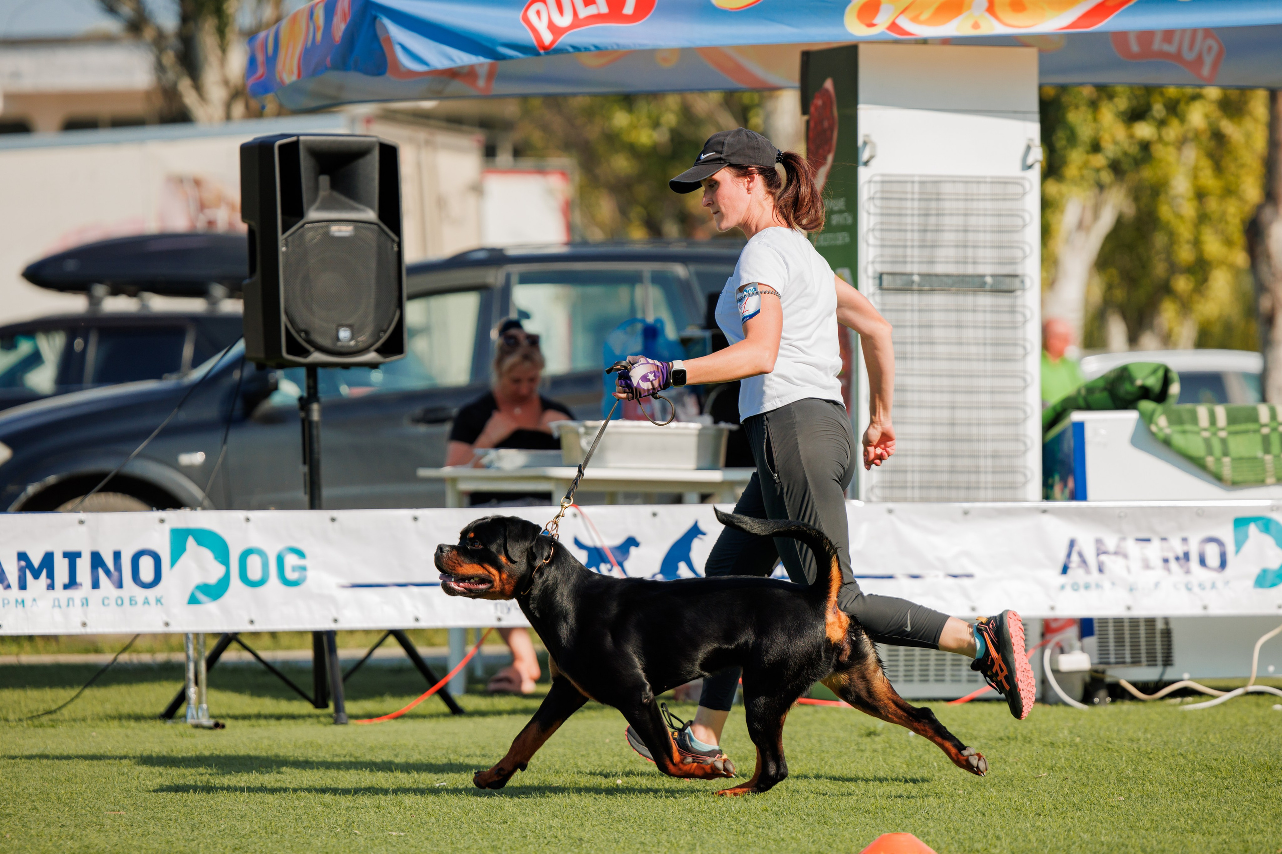 Анапа ротвейлеры 14-15.09.2024. Фотограф-анималист Юлия Германика