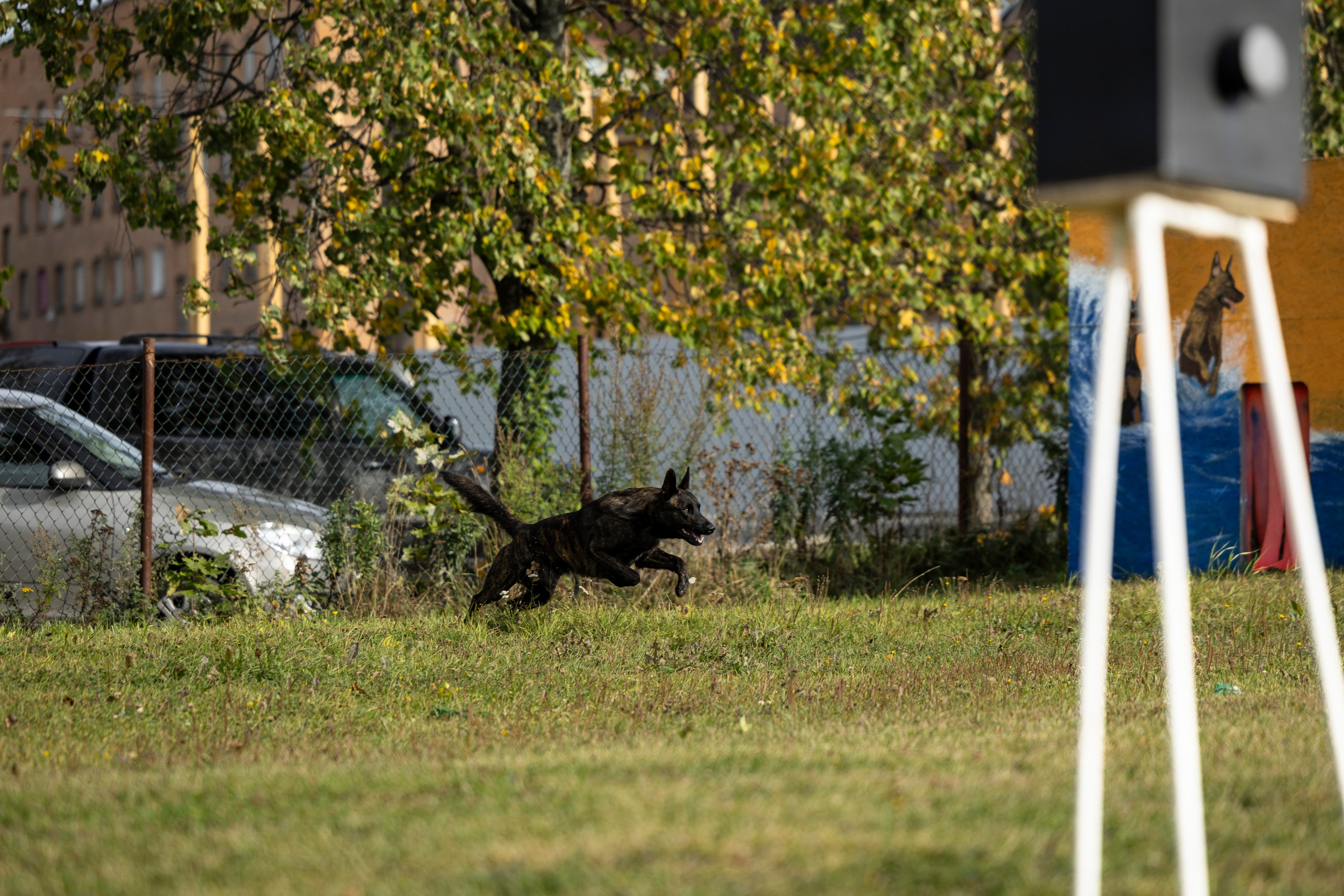 Испытания по Мондьорингу г. Пушкин. Фотограф-анималист Анна Маринич