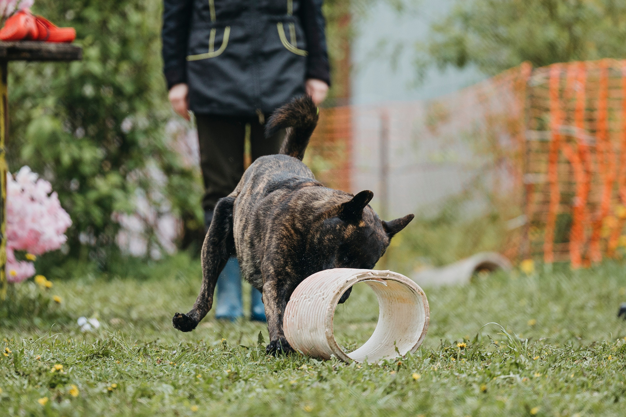 26.05.25 г. Пушкин квалификационные соревнования. Фотограф-анималист Анна Маринич