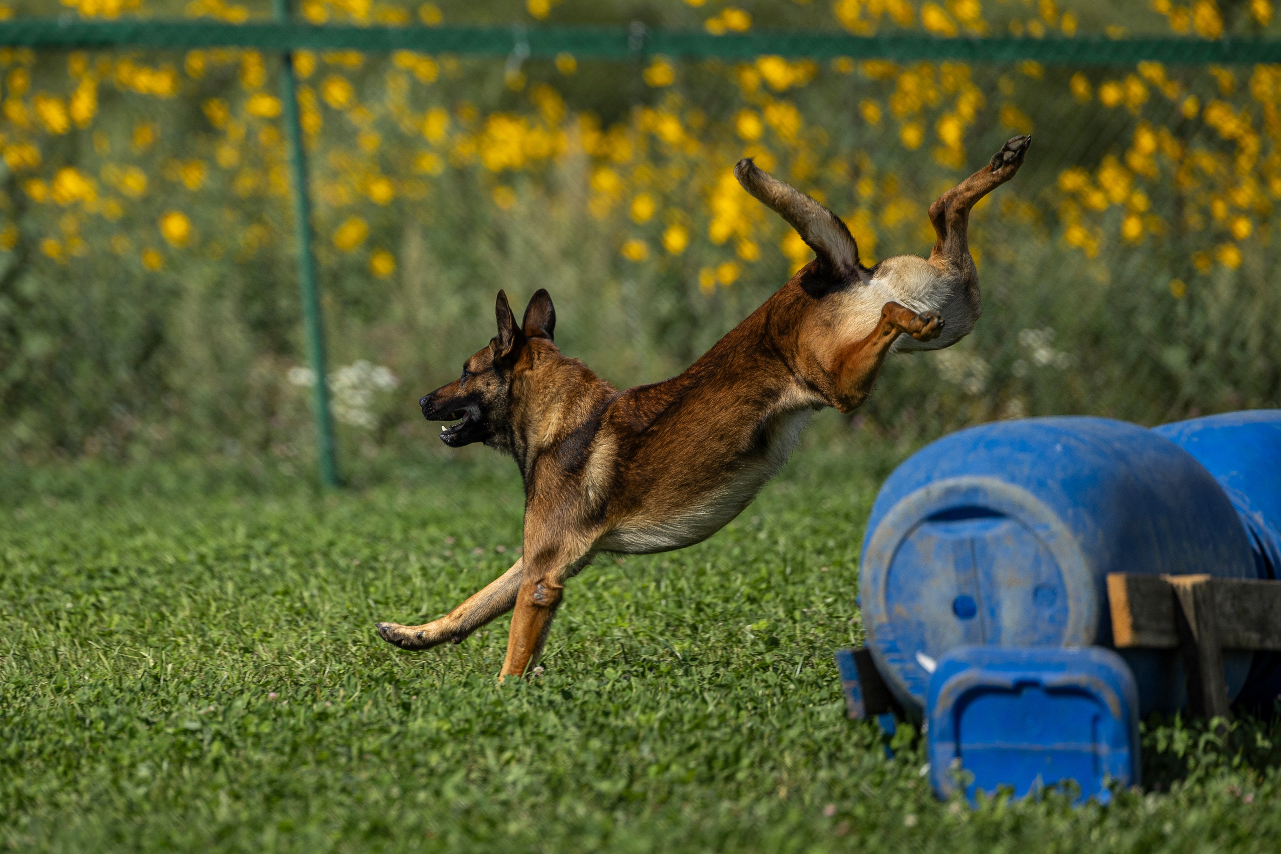 Соревнования по Мондьорингу г. Вологда 10-11.08.2024. Фотограф-анималист Анна Маринич