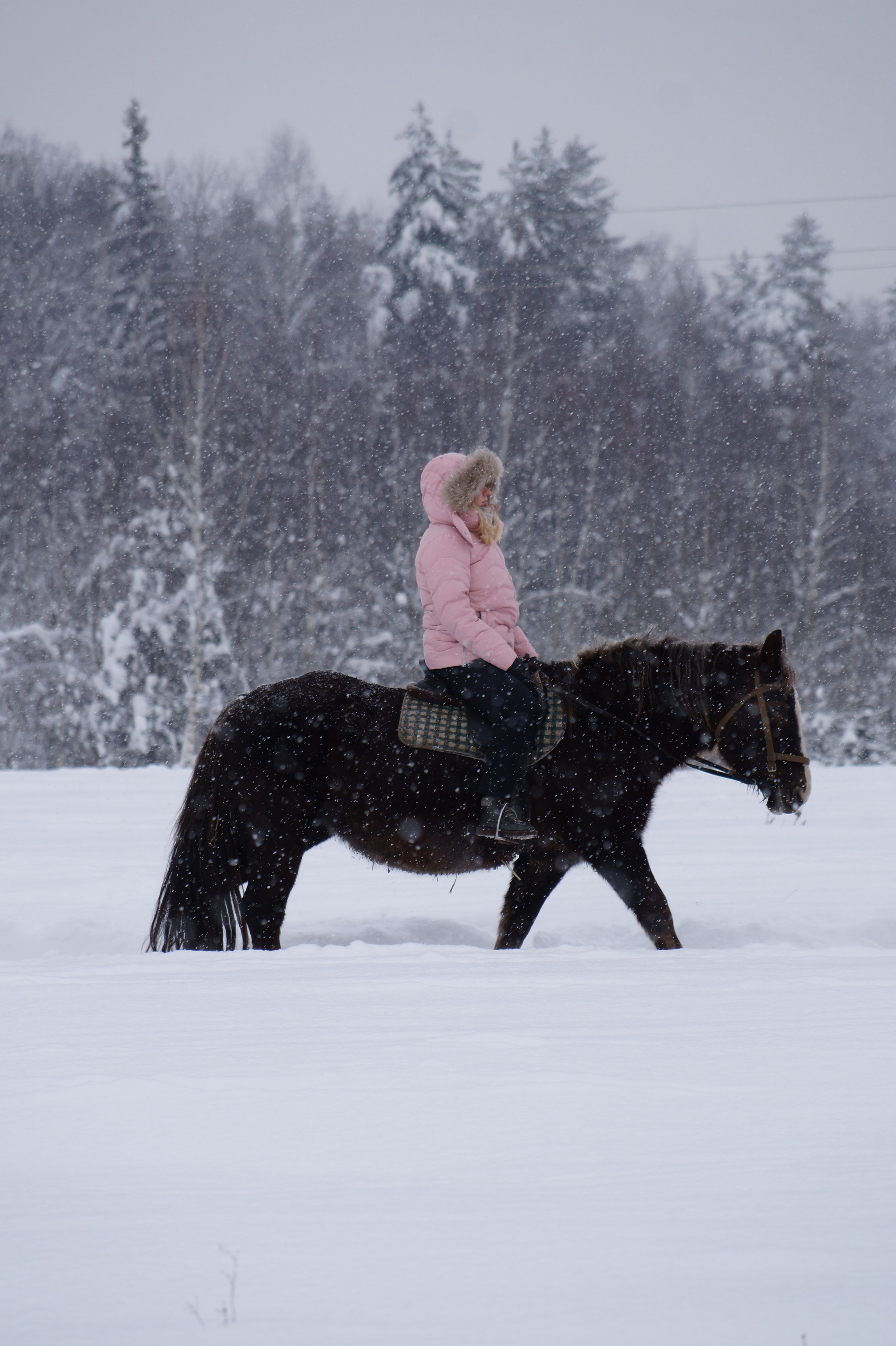 Лошадинг | 11.01.2026. Галерея Фантим