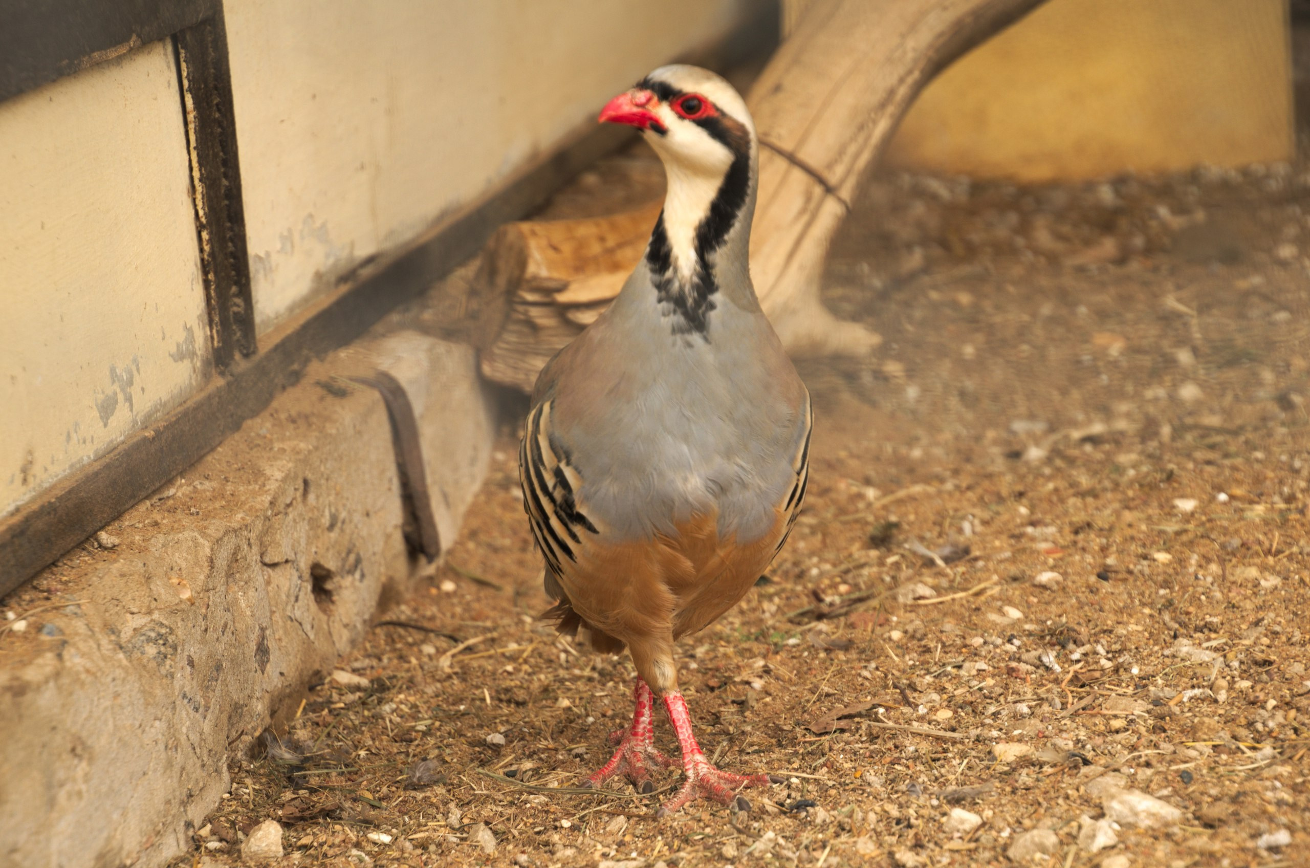 Боровск и парк птиц «Воробьи» | 17.09.2017. Галерея Фантим