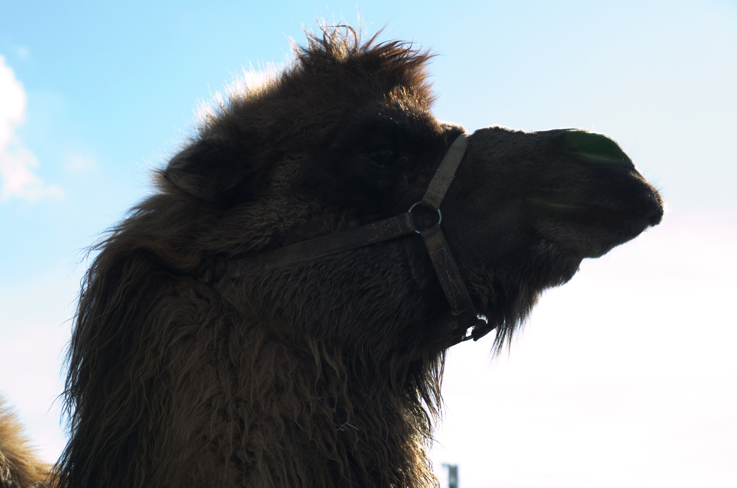 Казань | 24-26.03.2017. Галерея Фантим