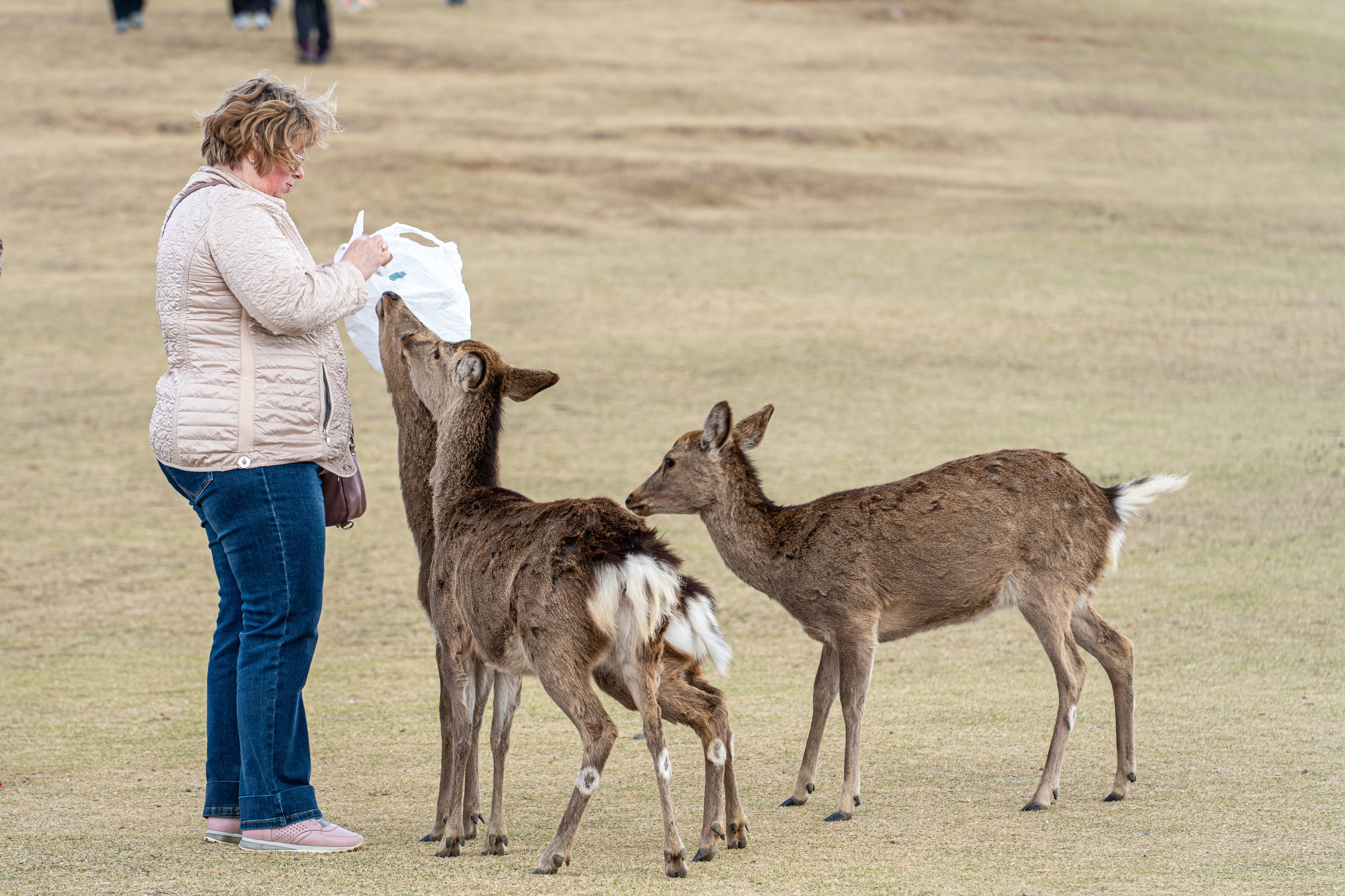 Япония, сакура. Творческие сьемки