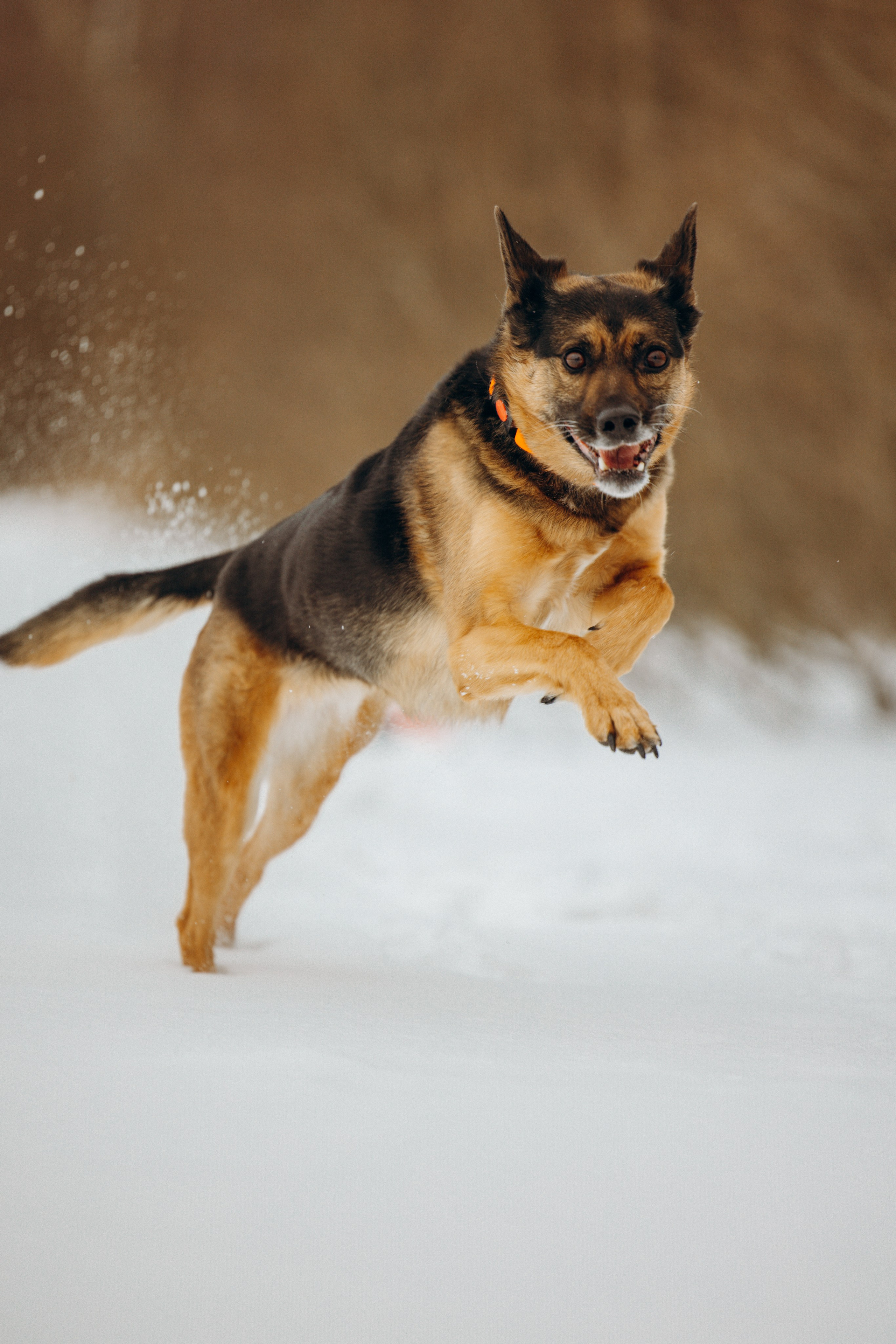 Ника, Матиша и Герда. Фотограф-анималист в Москве Лера Черноног
