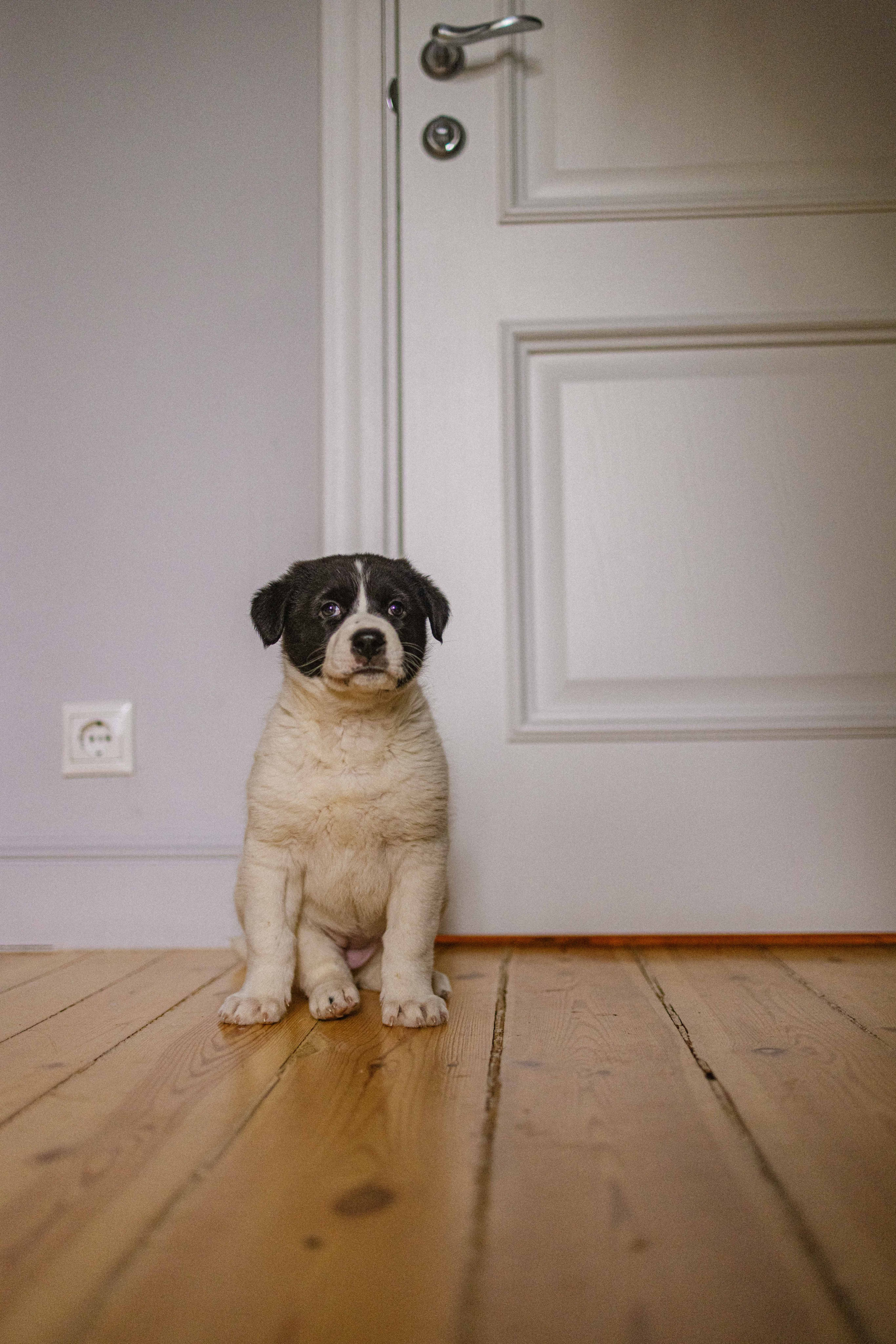 Щеночки. Фотограф-анималист в Москве Лера Черноног