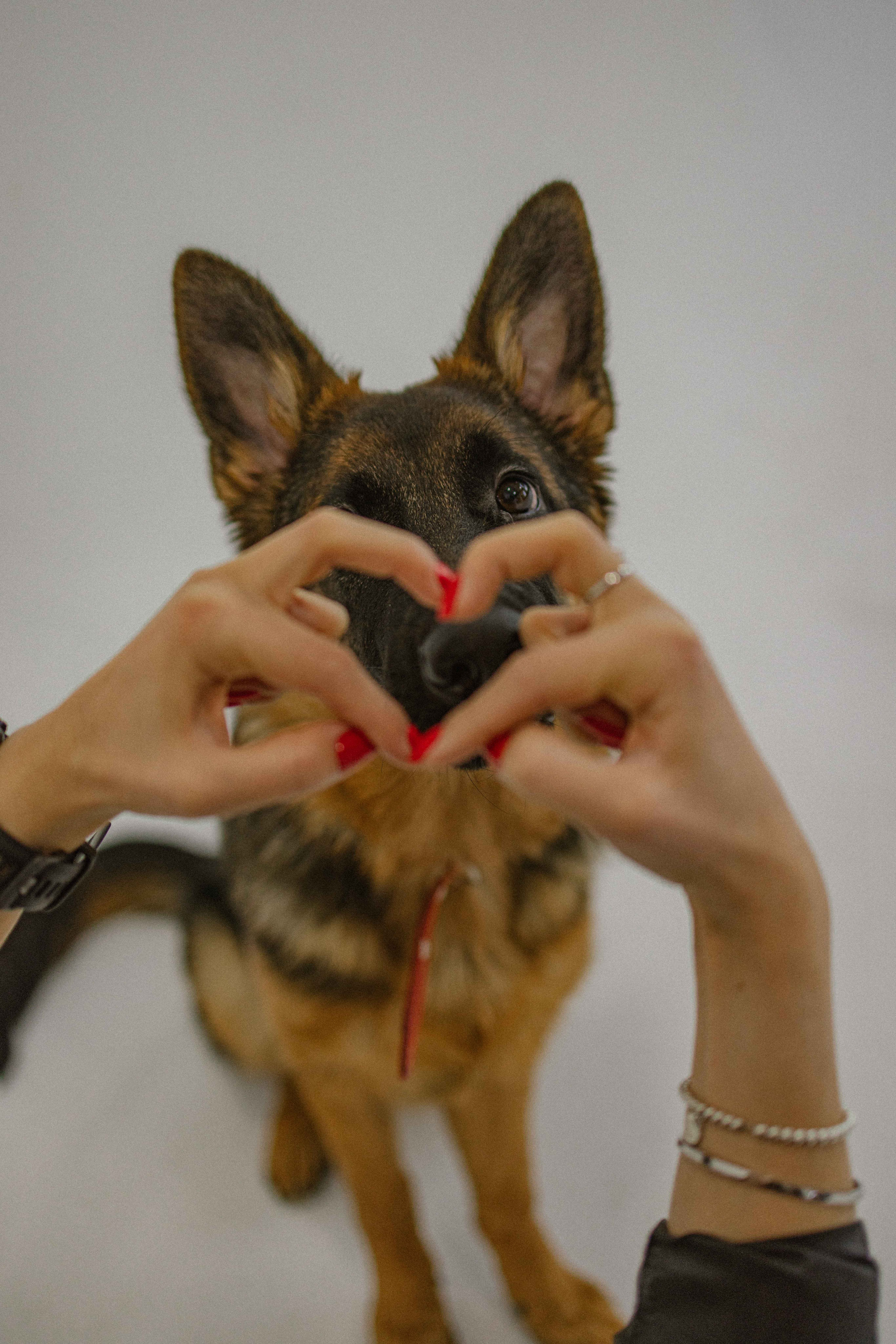 Ася и Буся. Фотограф-анималист в Москве Лера Черноног