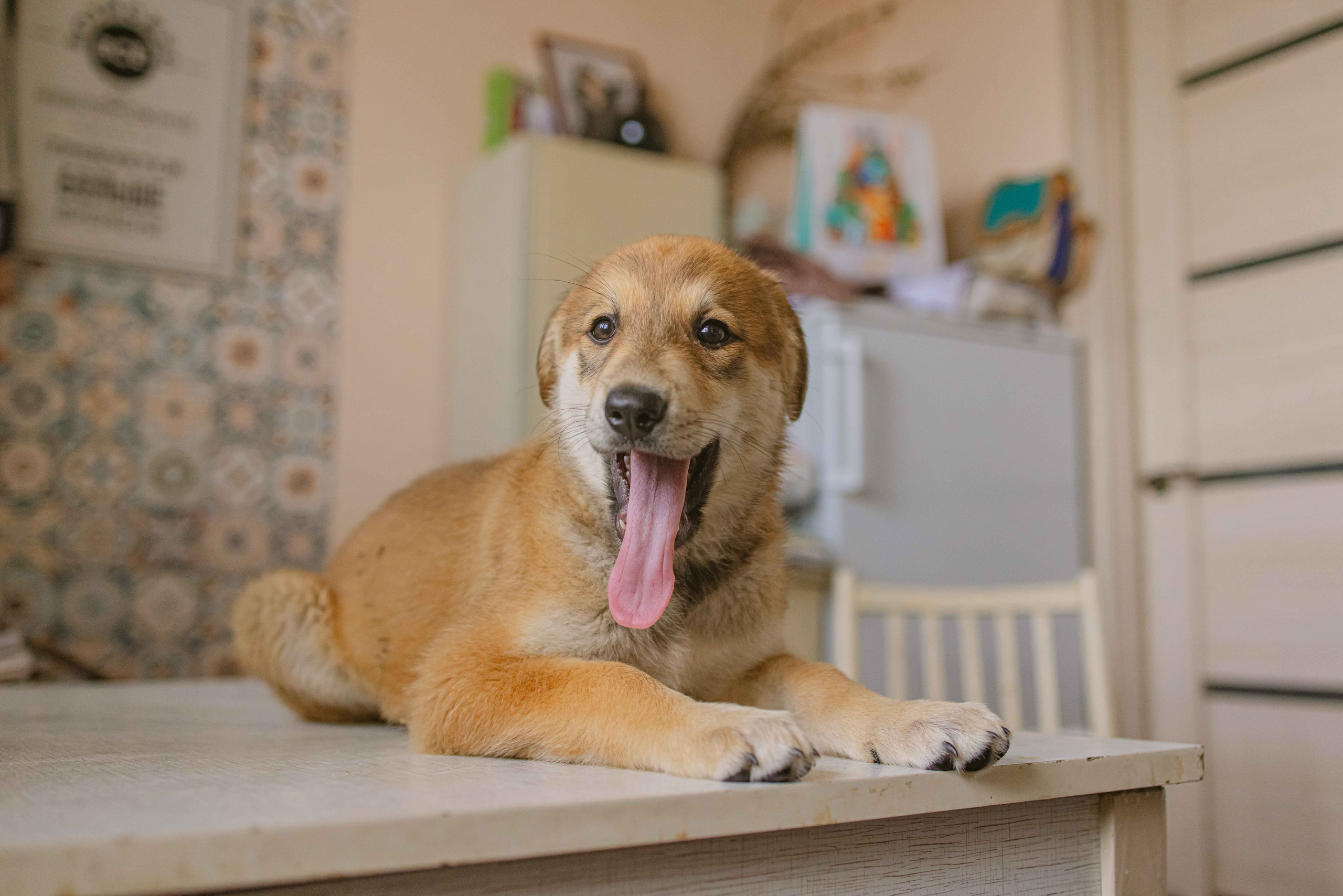 Щеночки на кухне. Фотограф-анималист в Москве Лера Черноног