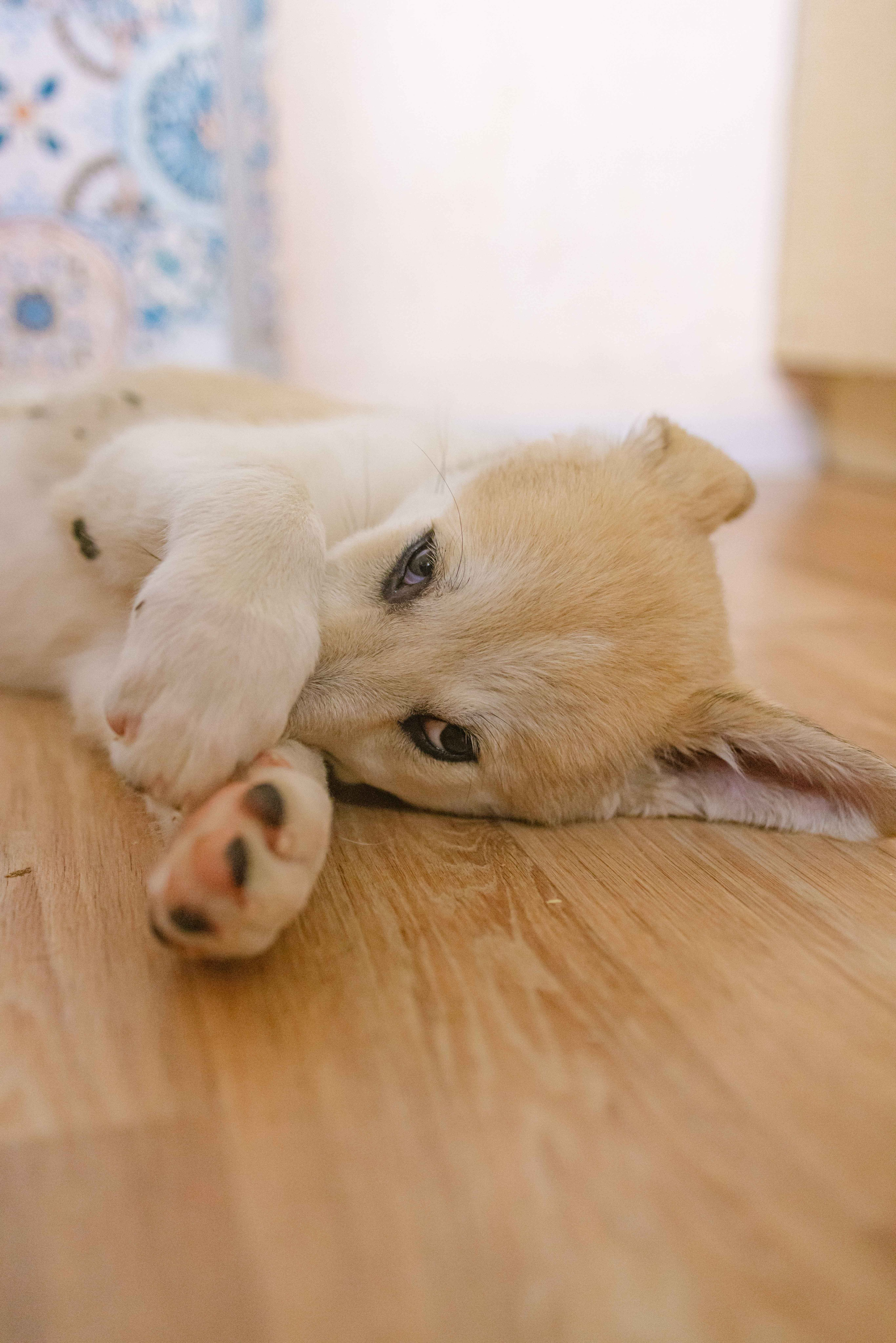 Щеночки на кухне. Фотограф-анималист в Москве Лера Черноног