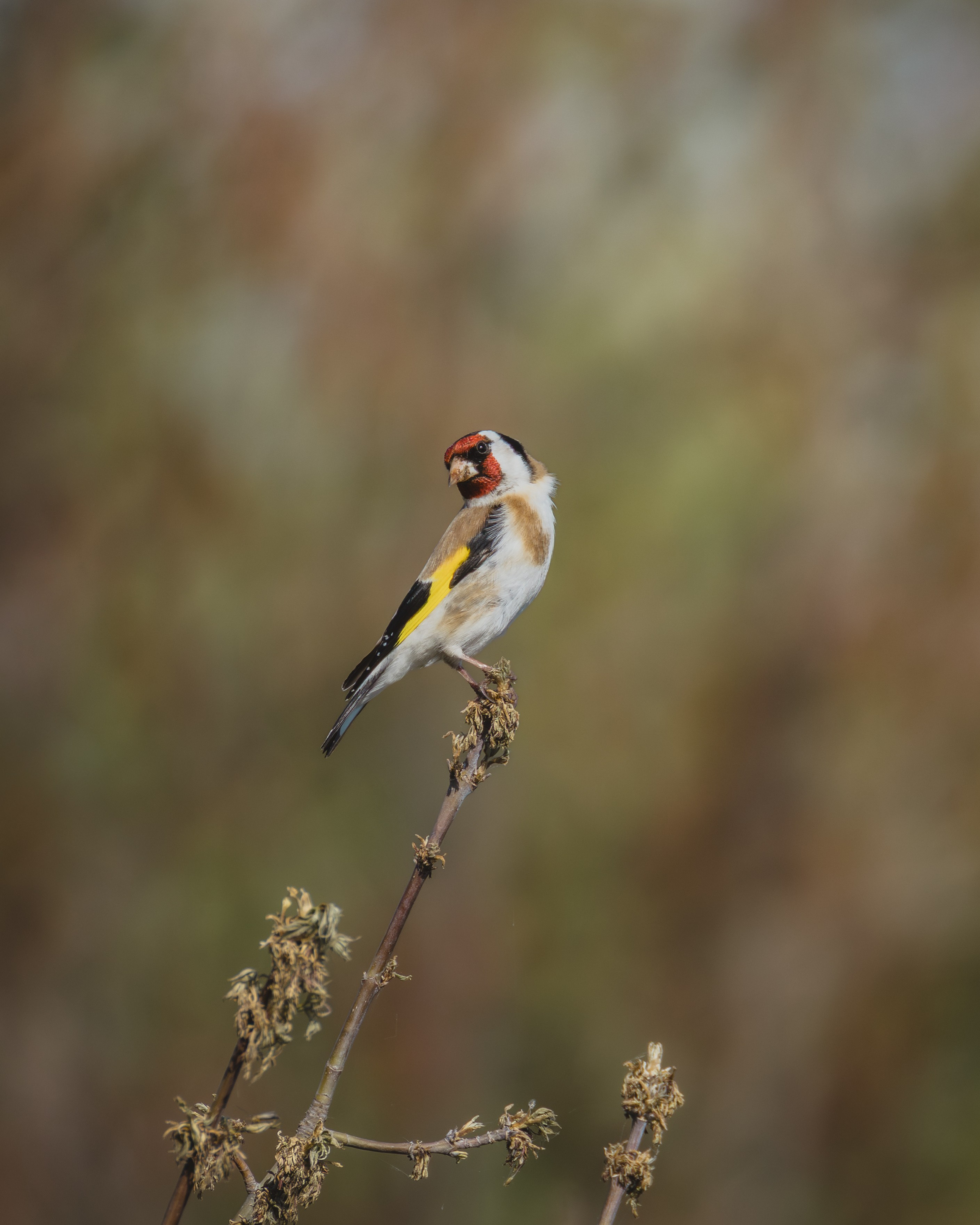 Voronezh 2026. Anton Chernov | Wildlife photographer