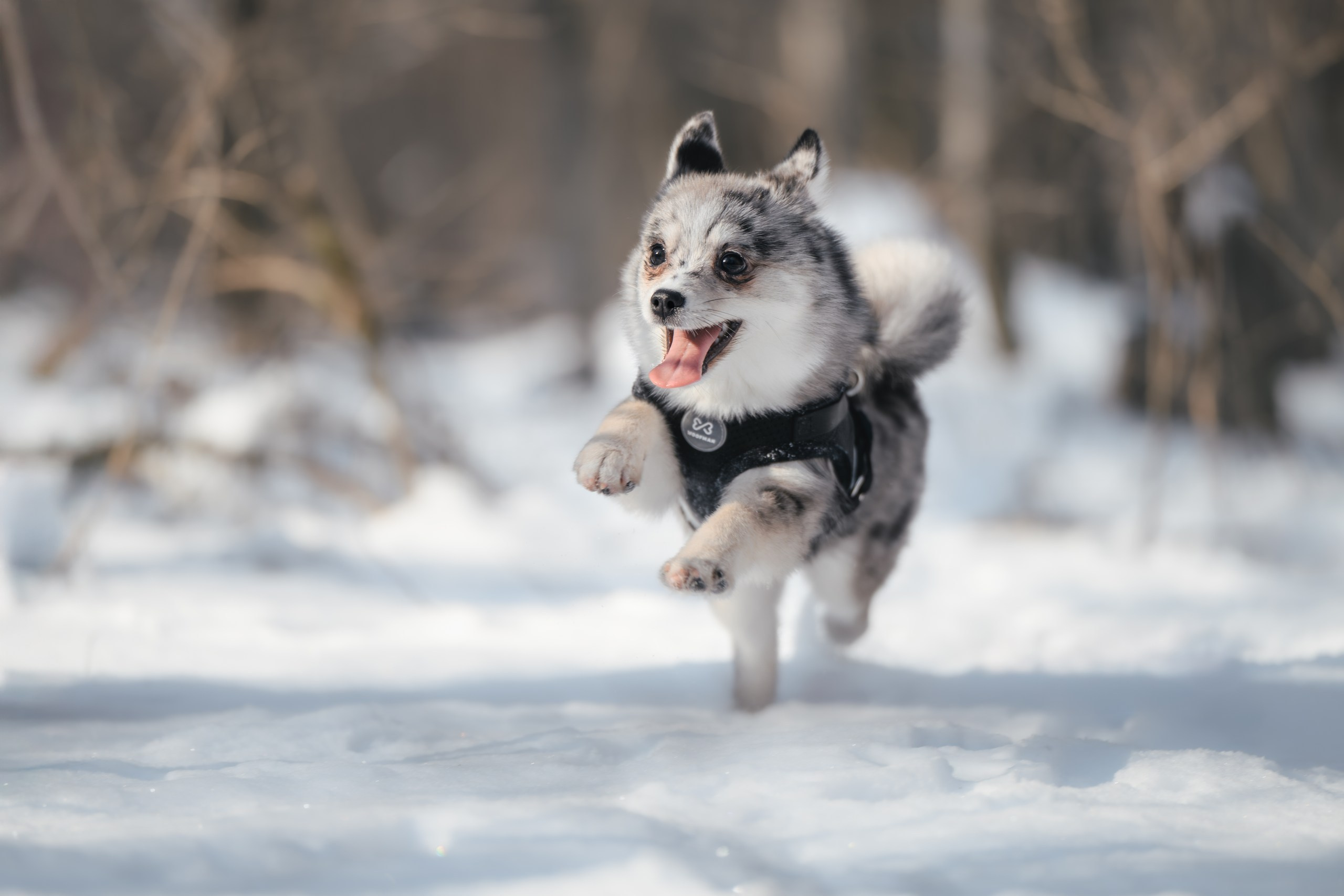 Виктория и 4 помски. Фотограф Анималист в Москве Анастасия Жучкова