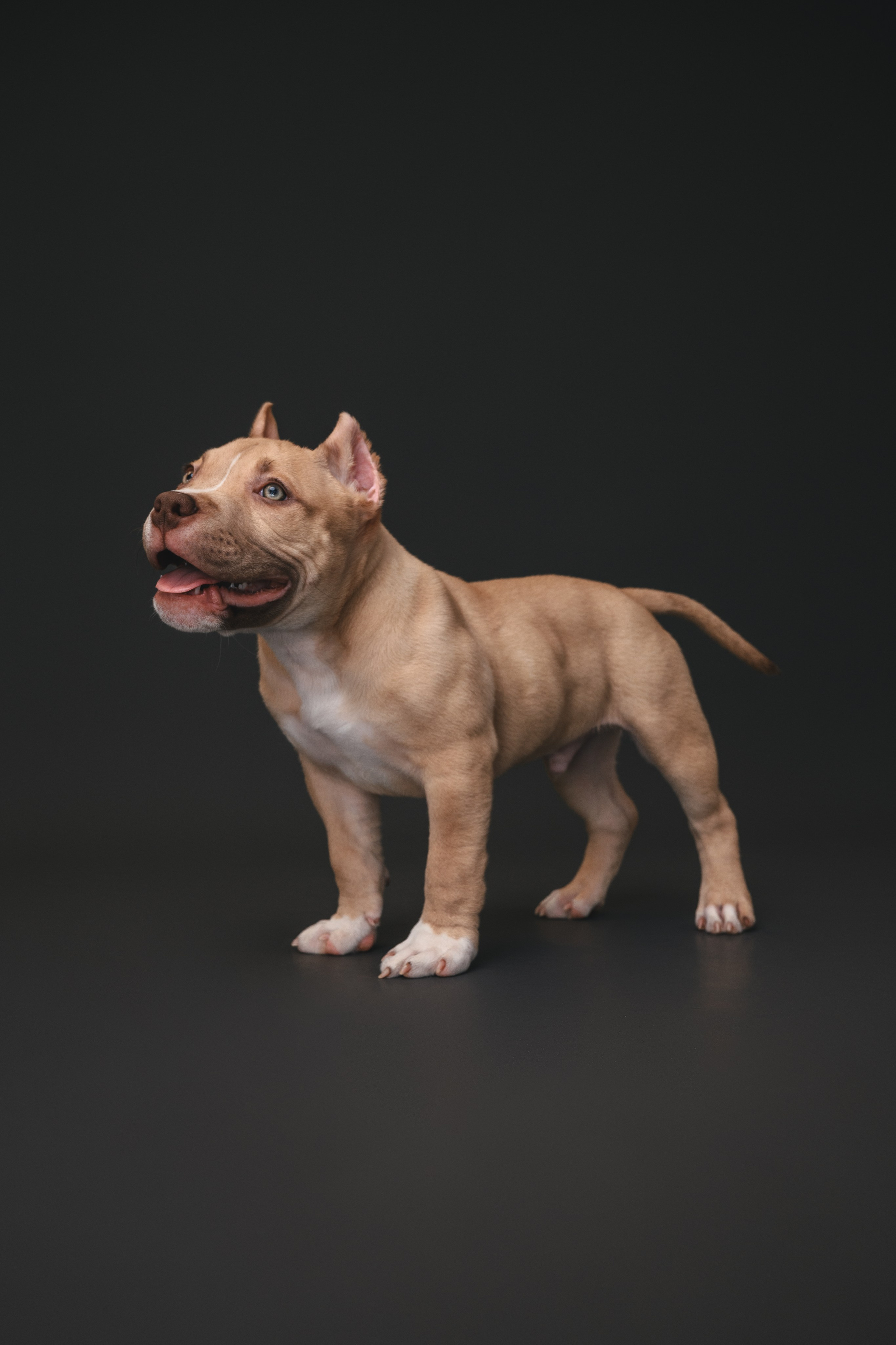 Булли. Фотограф Анималист в Москве Анастасия Жучкова