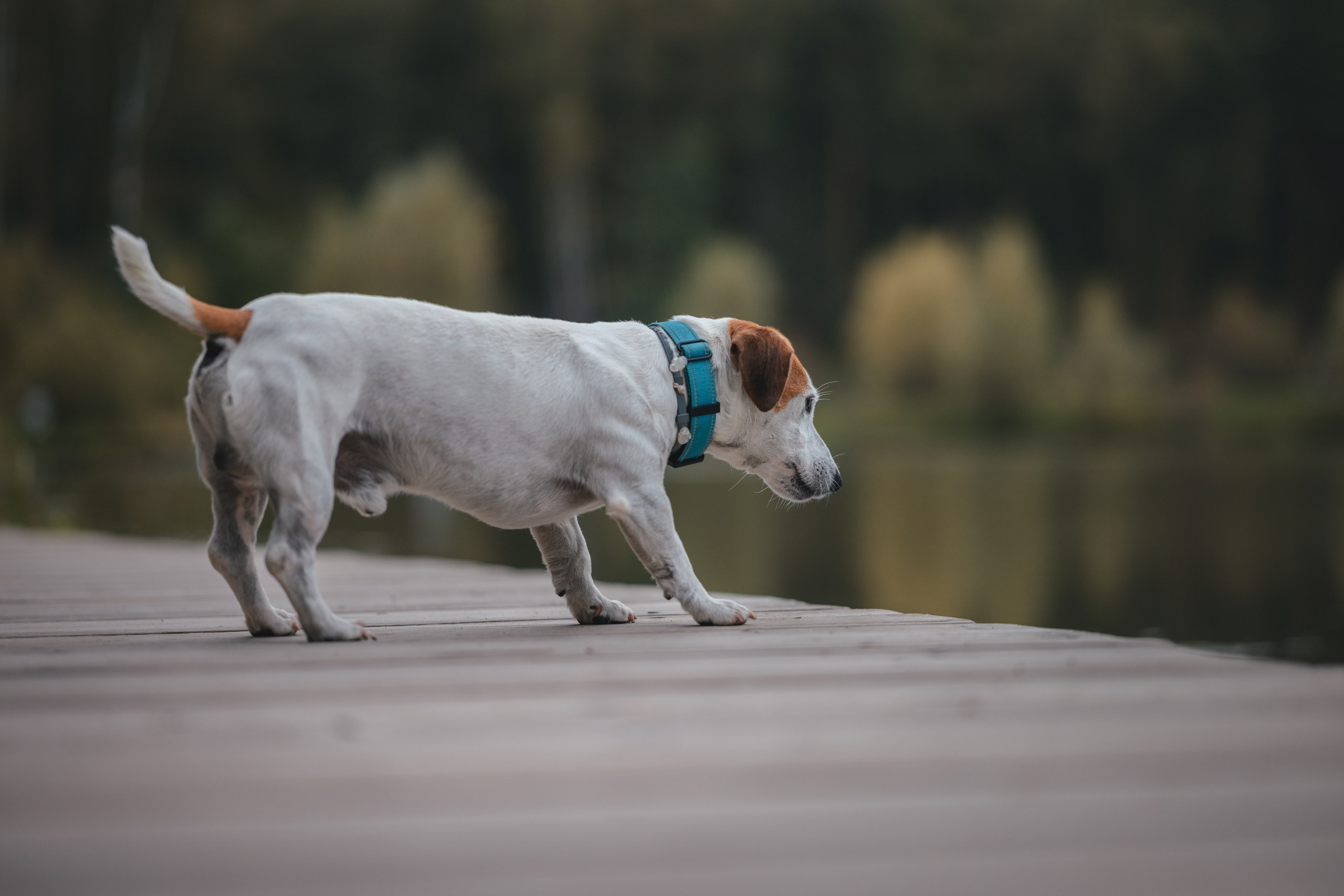 Юлиана и Риф. Фотограф Анималист в Москве Анастасия Жучкова