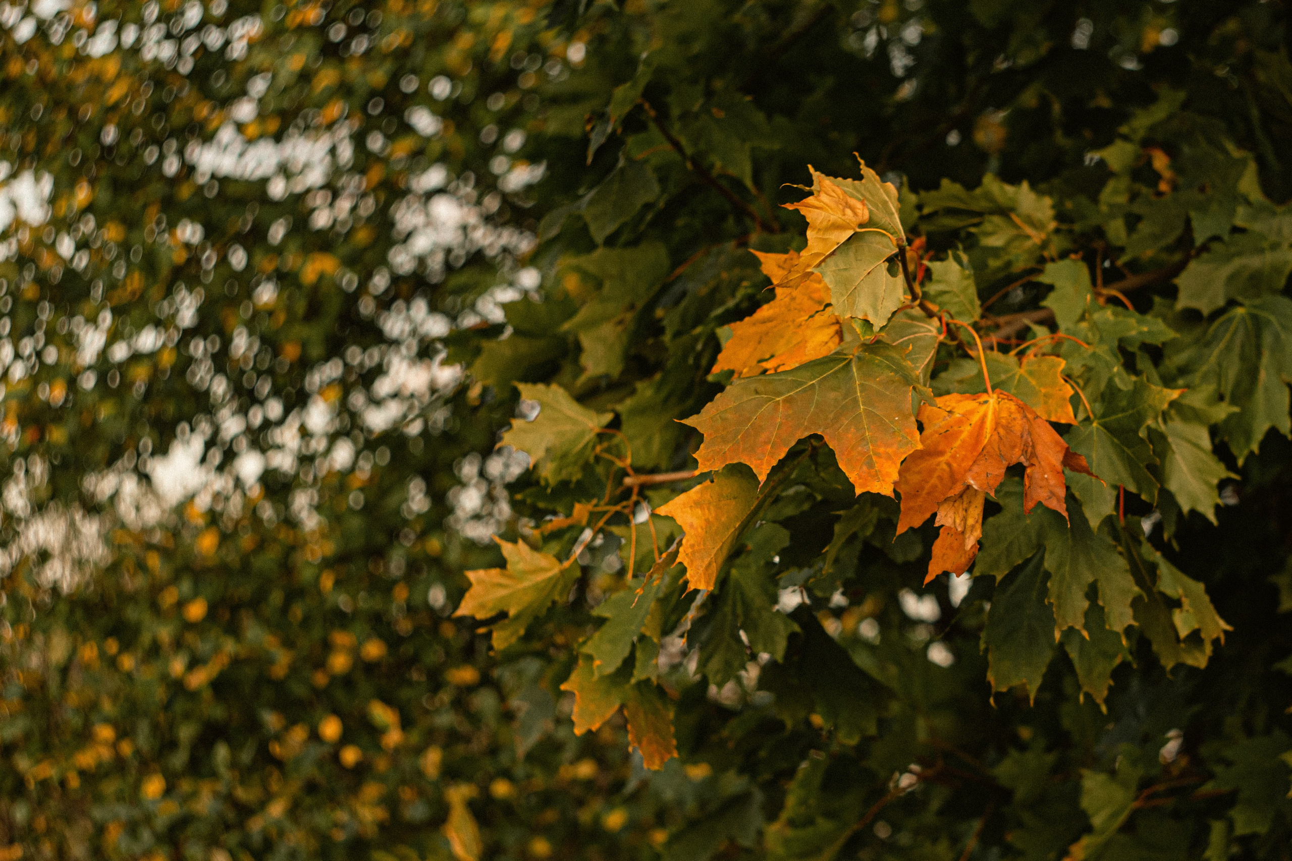Сентябрь 2023. Efremovaphoto.ru