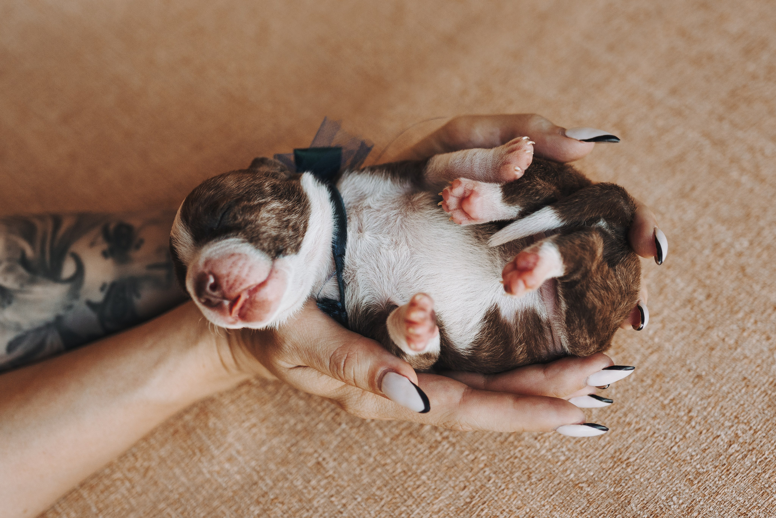 Прайтеры. Фотограф анималист Осипчикова Мария