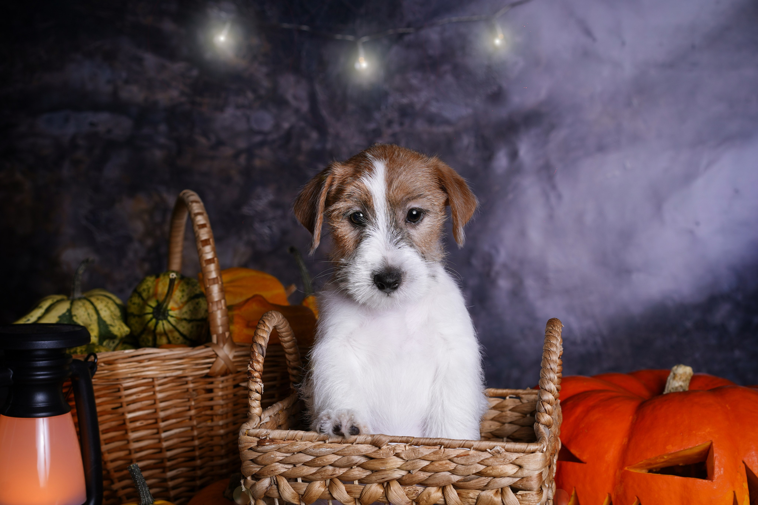 Щенки джек-рассел терьера. Фотограф-анималист в Санкт-Петербурге Яна Мартынова