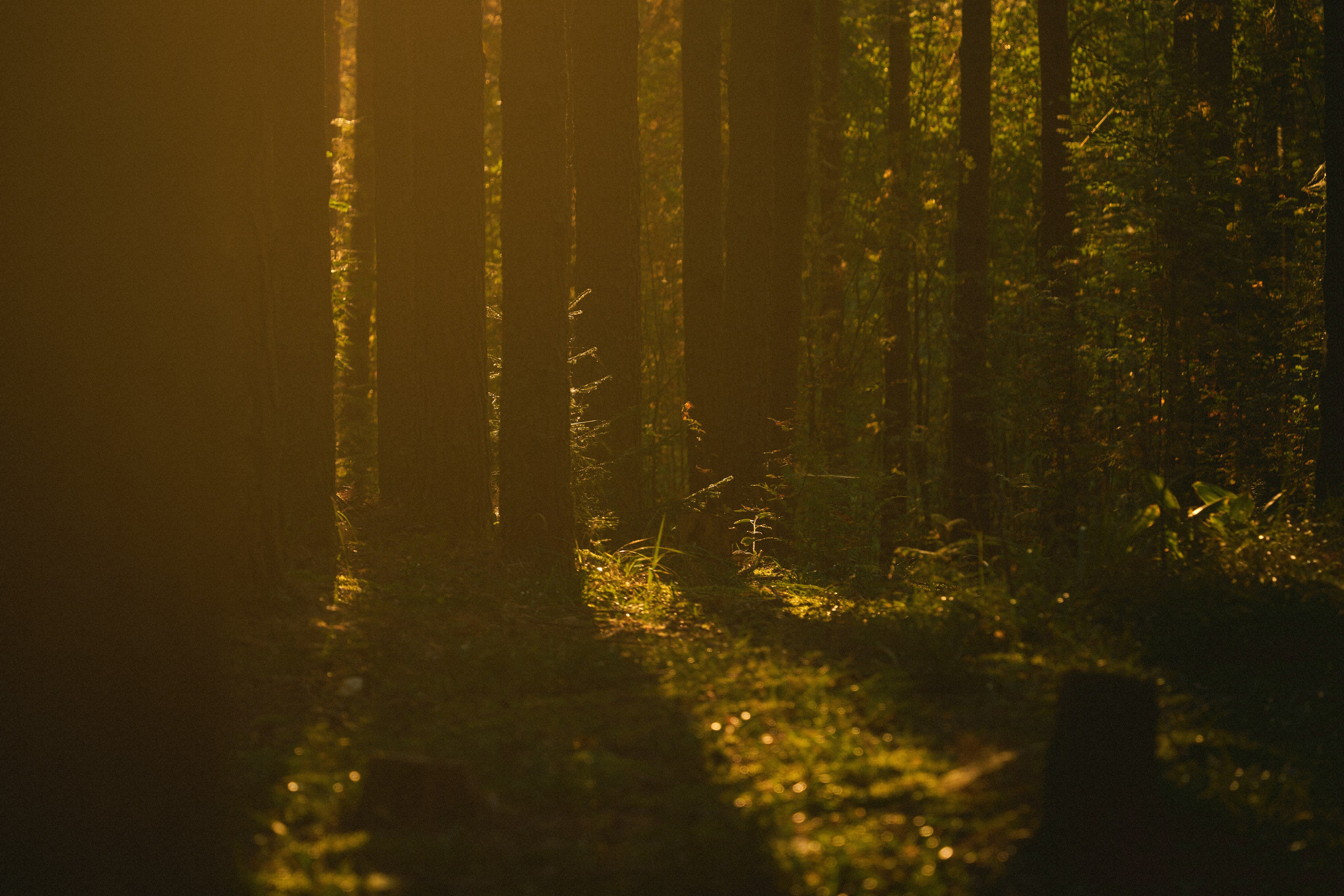 Forest song. Юля Ф