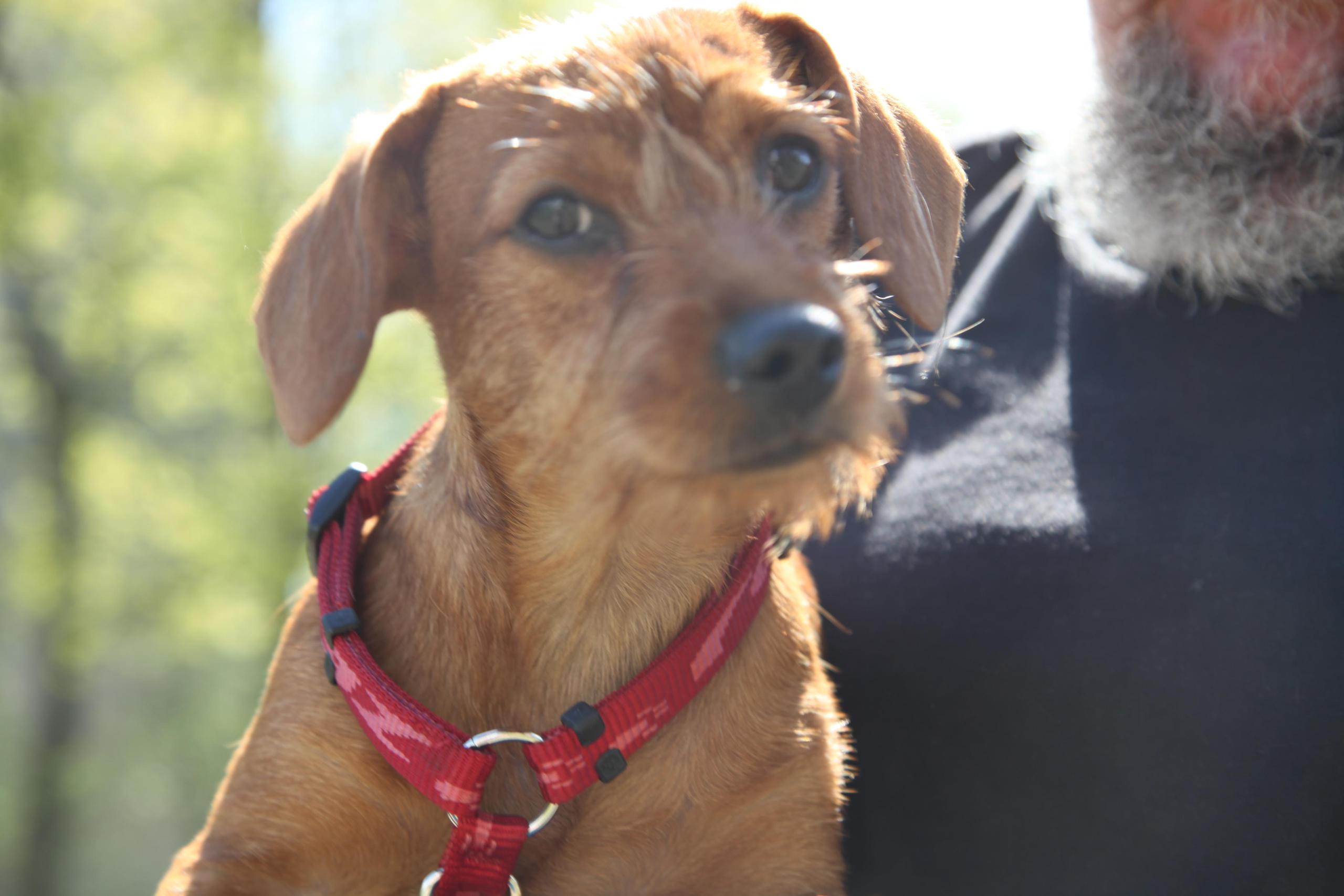 Таксы). Позитивный контент-фотограф в Санкт-Петербурге Мария Устинова