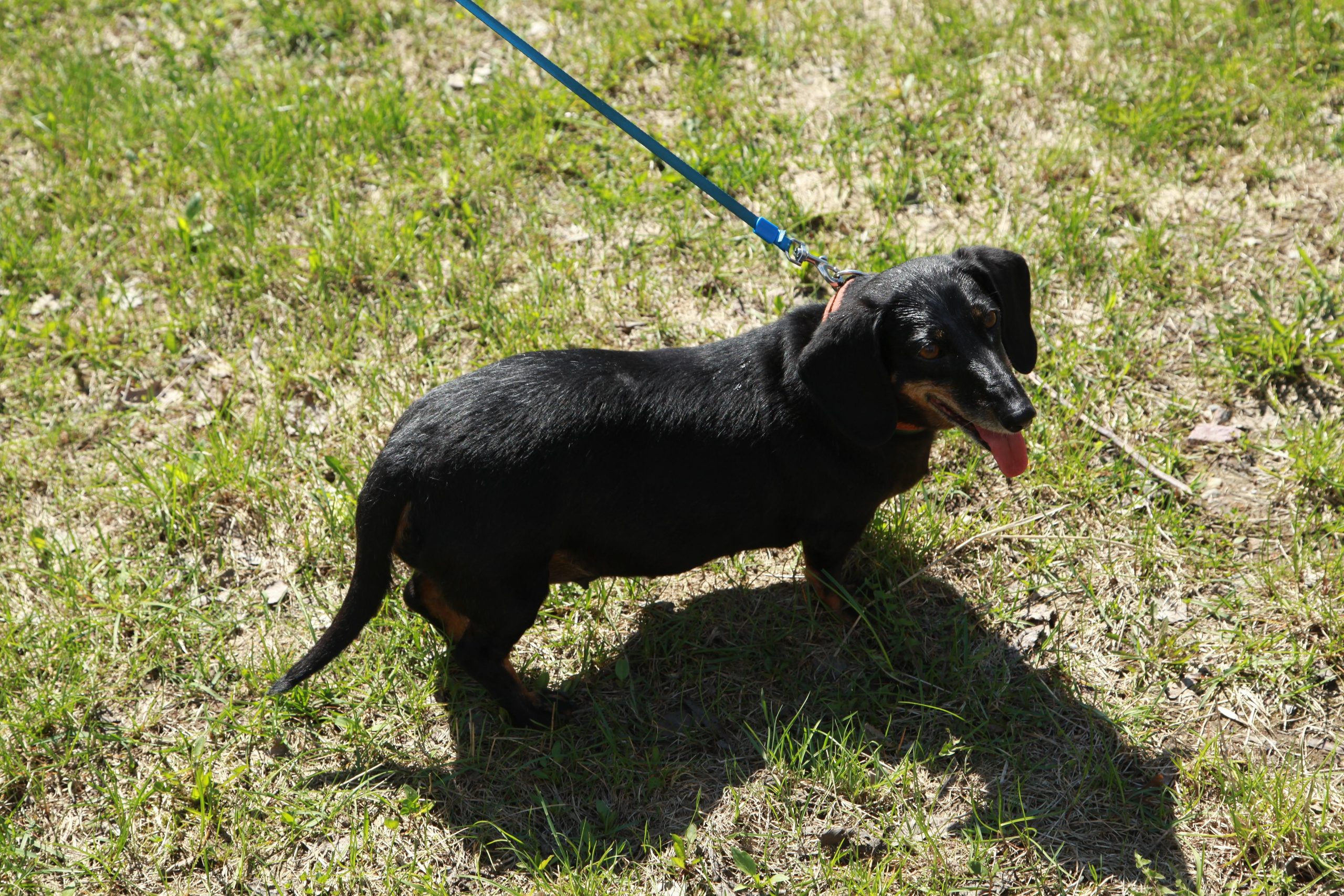 Таксы). Позитивный контент-фотограф в Санкт-Петербурге Мария Устинова