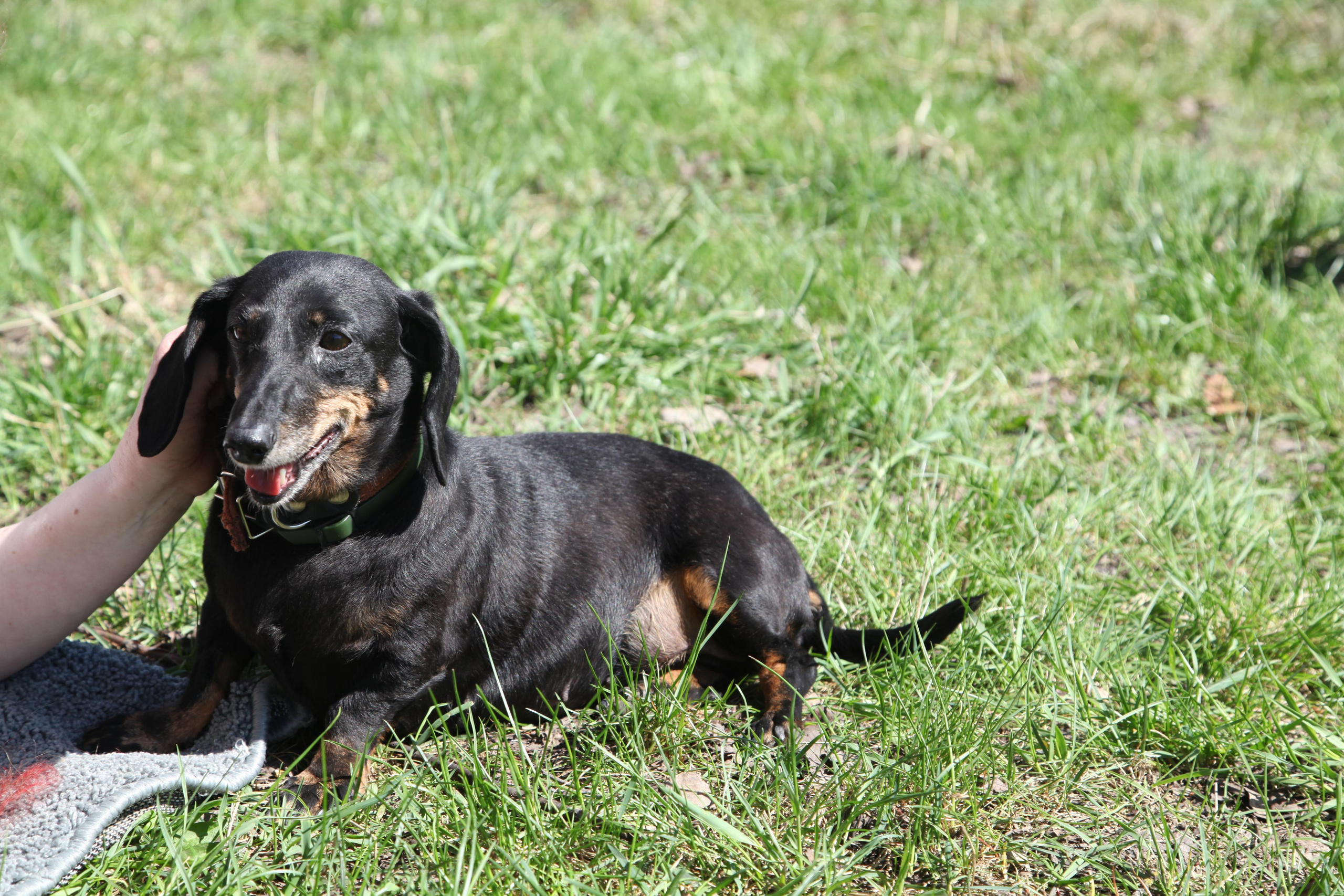 Таксы). Позитивный контент-фотограф в Санкт-Петербурге Мария Устинова