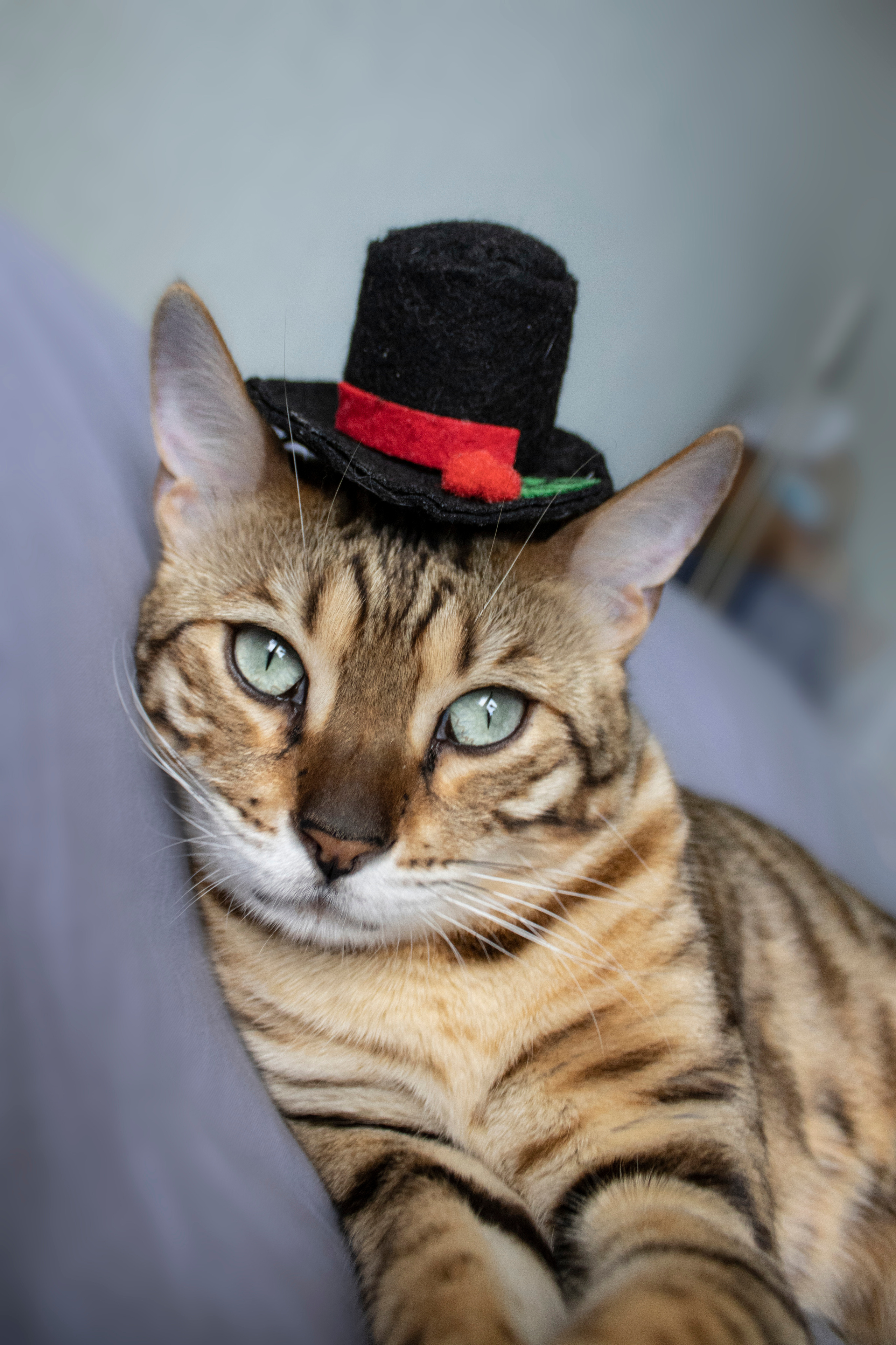 Бенгальская красавица Веста. Позитивный контент-фотограф в Санкт-Петербурге Мария Устинова