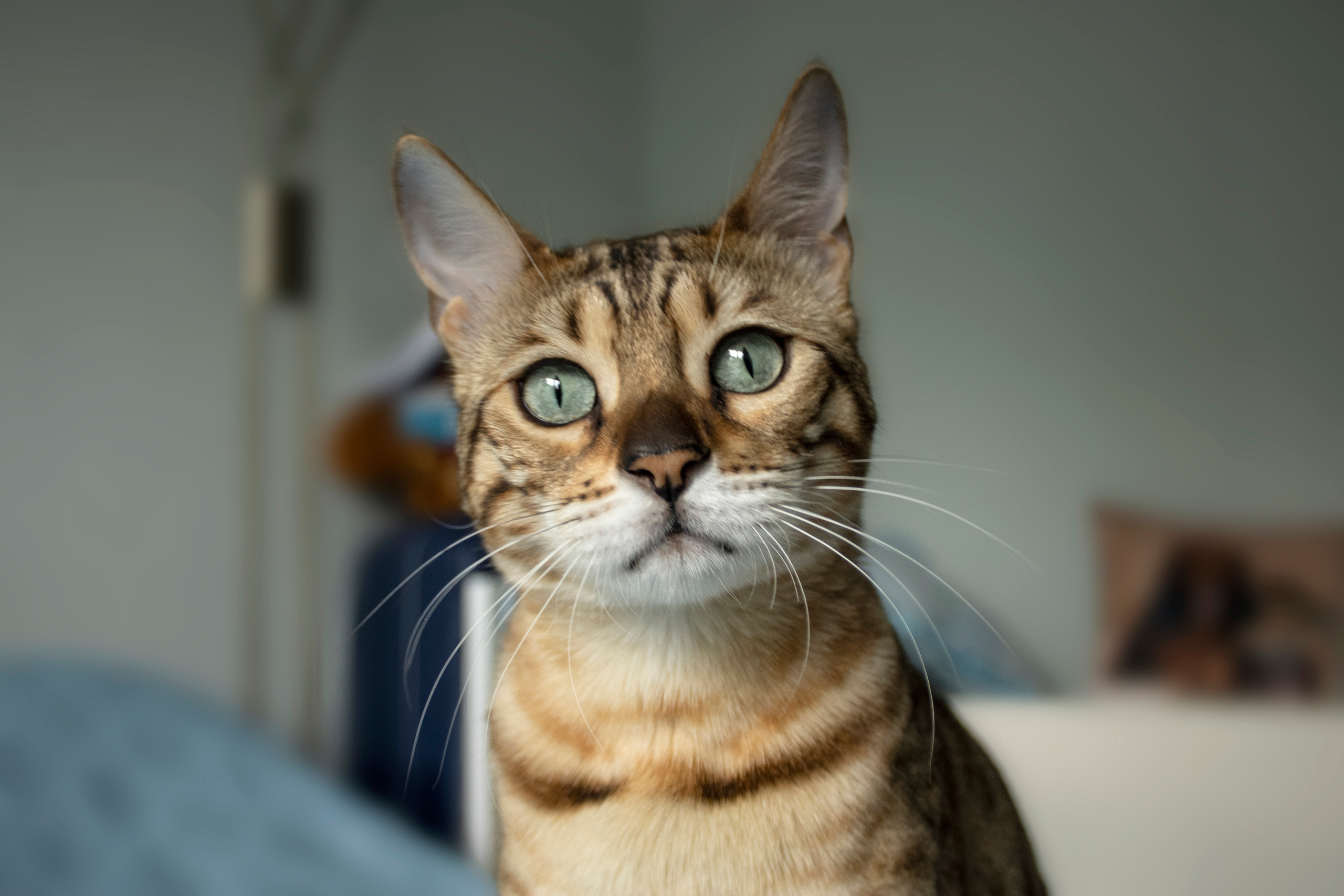 Бенгальская красавица Веста. Позитивный контент-фотограф в Санкт-Петербурге Мария Устинова