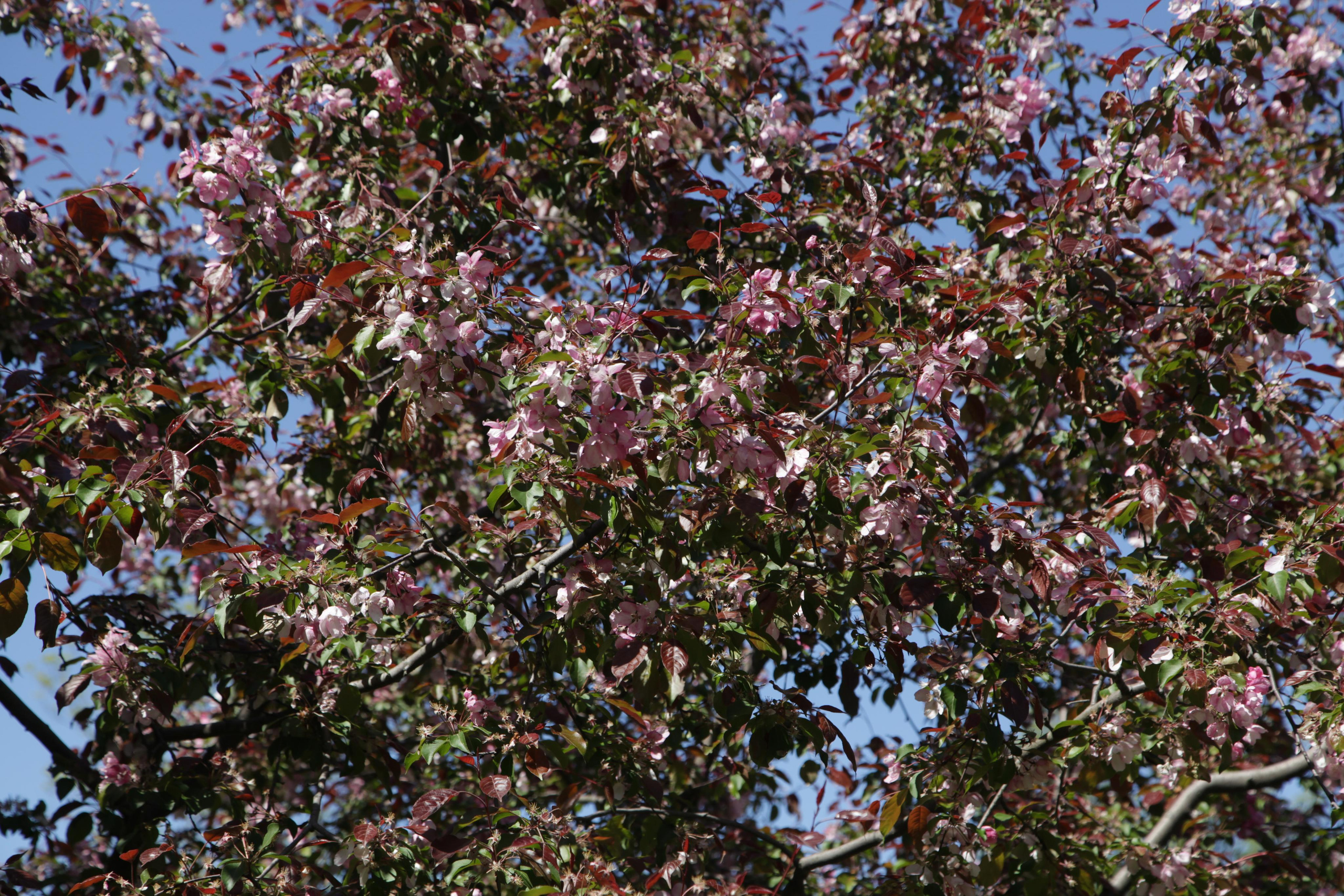 Цветет сирень. Позитивный контент-фотограф в Санкт-Петербурге Мария Устинова