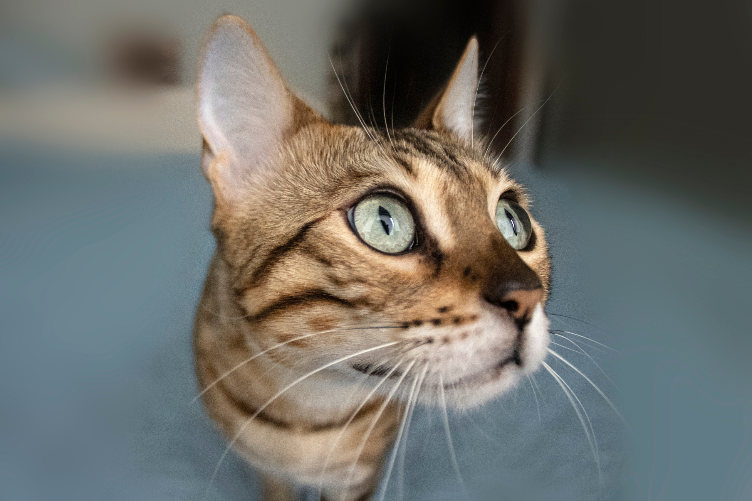 Бенгальская красавица Веста. Позитивный контент-фотограф в Санкт-Петербурге Мария Устинова