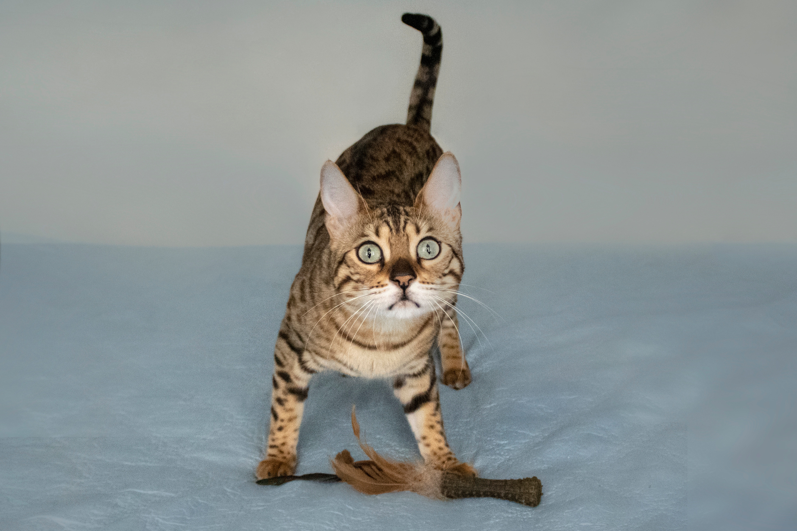 Бенгальская красавица Веста. Позитивный контент-фотограф в Санкт-Петербурге Мария Устинова