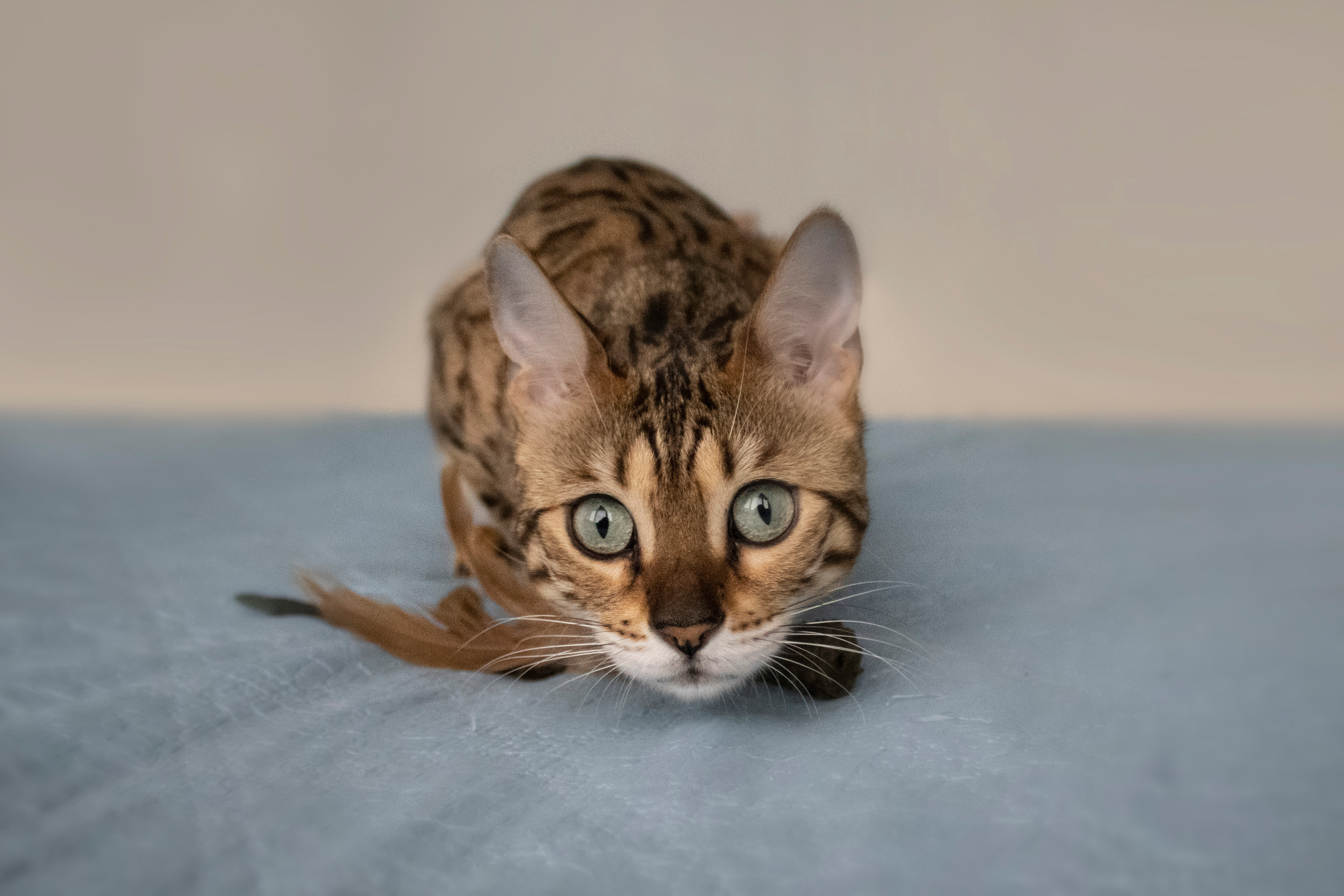 Бенгальская красавица Веста. Позитивный контент-фотограф в Санкт-Петербурге Мария Устинова