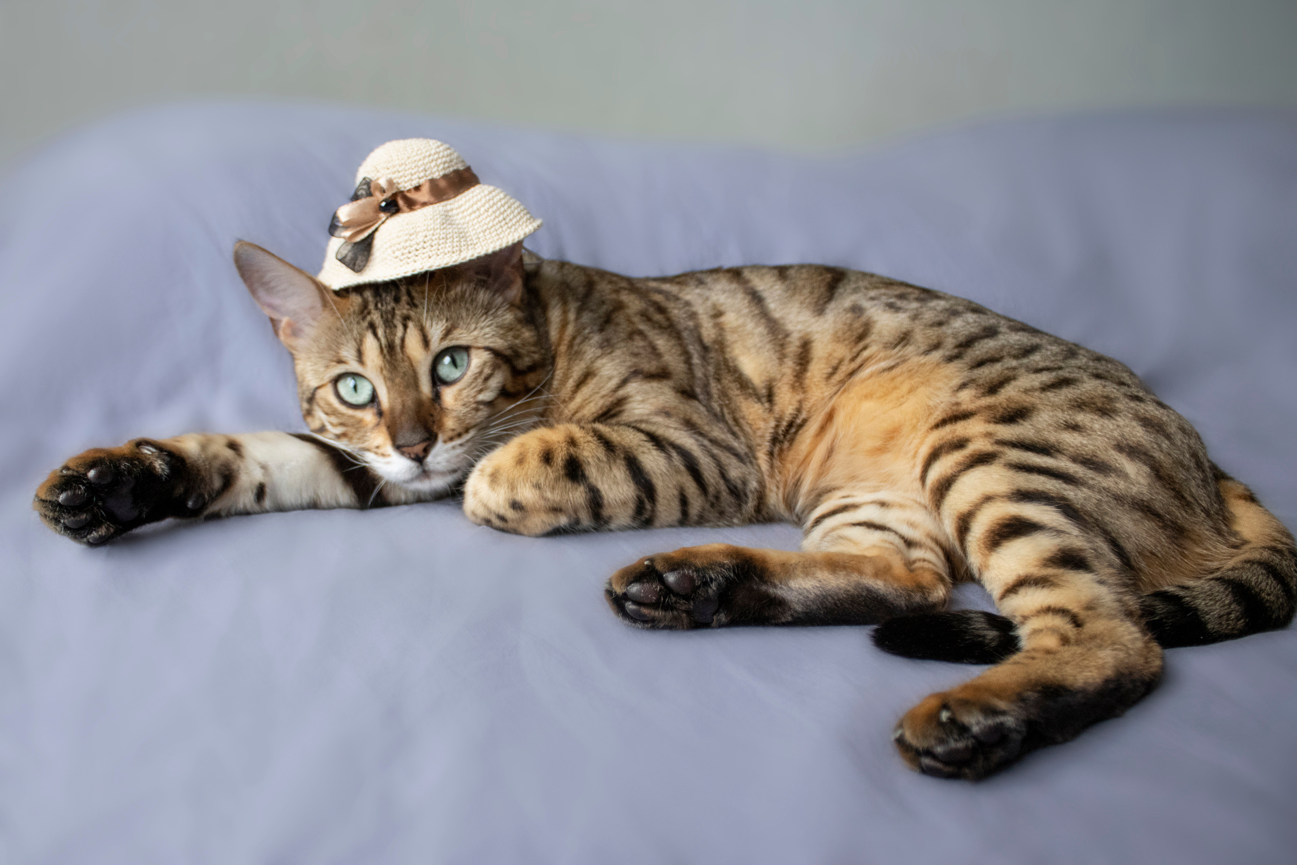 Бенгальская красавица Веста. Позитивный контент-фотограф в Санкт-Петербурге Мария Устинова