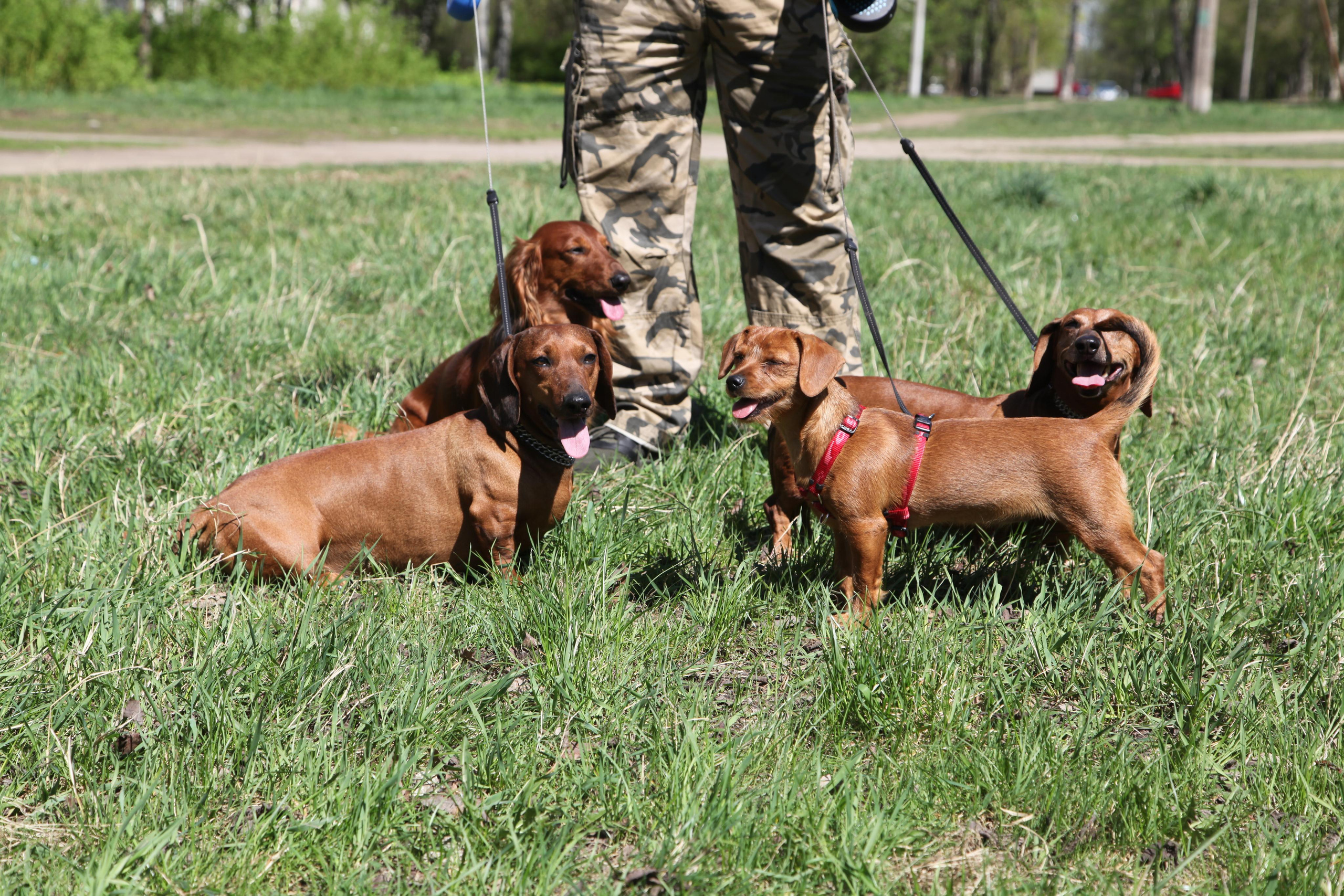 Таксы). Позитивный контент-фотограф в Санкт-Петербурге Мария Устинова