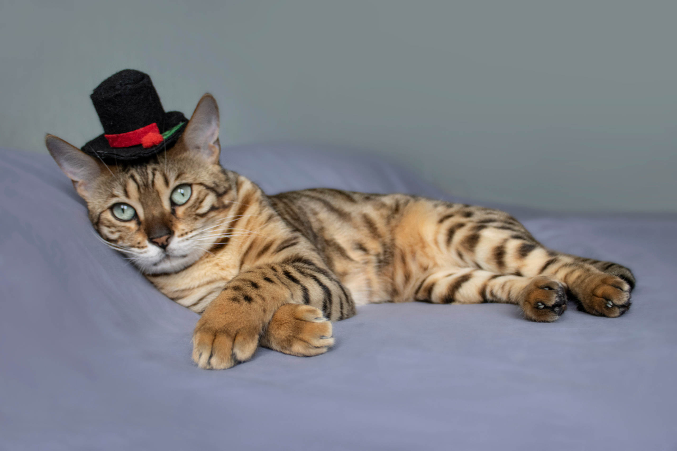 Бенгальская красавица Веста. Позитивный контент-фотограф в Санкт-Петербурге Мария Устинова