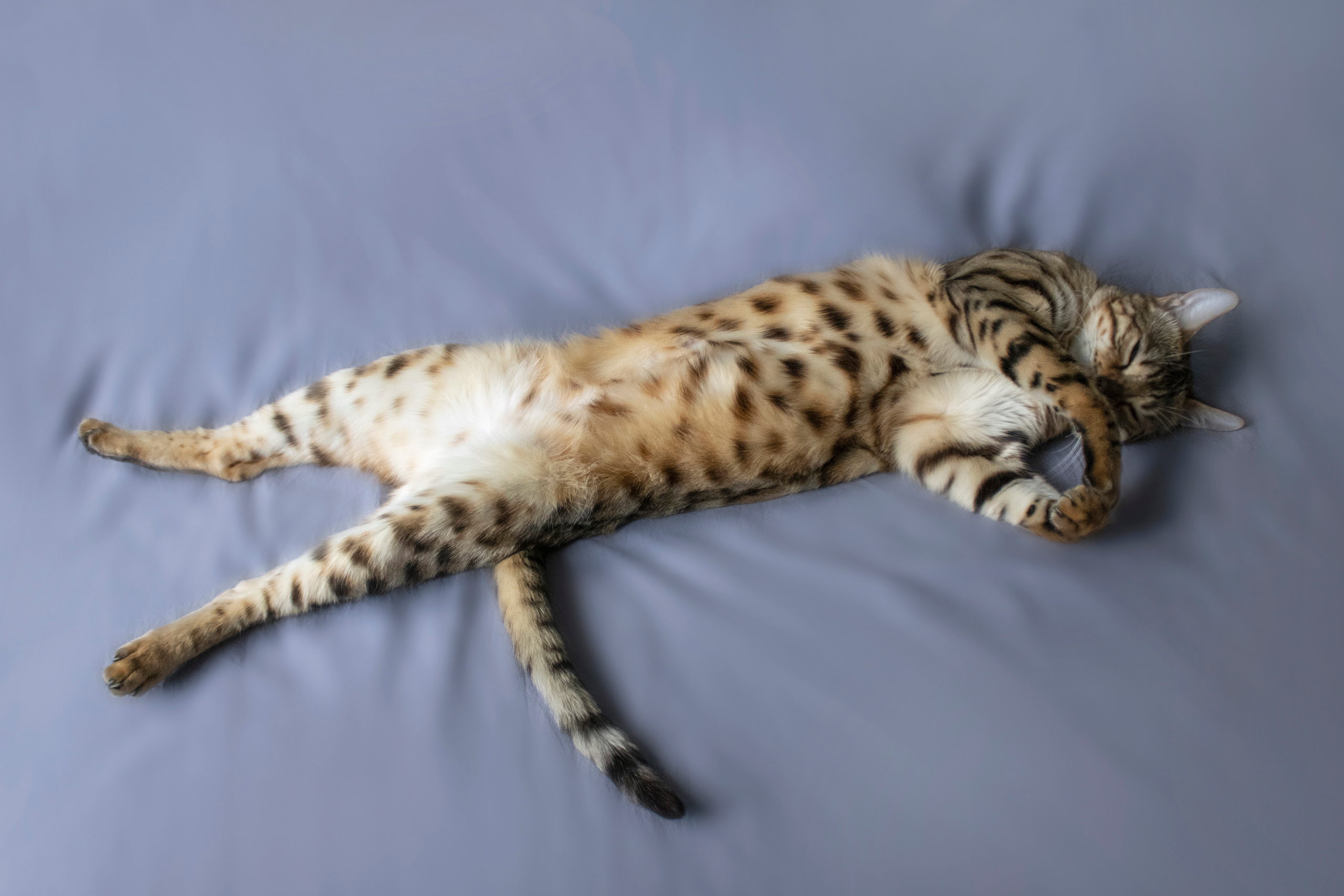 Бенгальская красавица Веста. Позитивный контент-фотограф в Санкт-Петербурге Мария Устинова