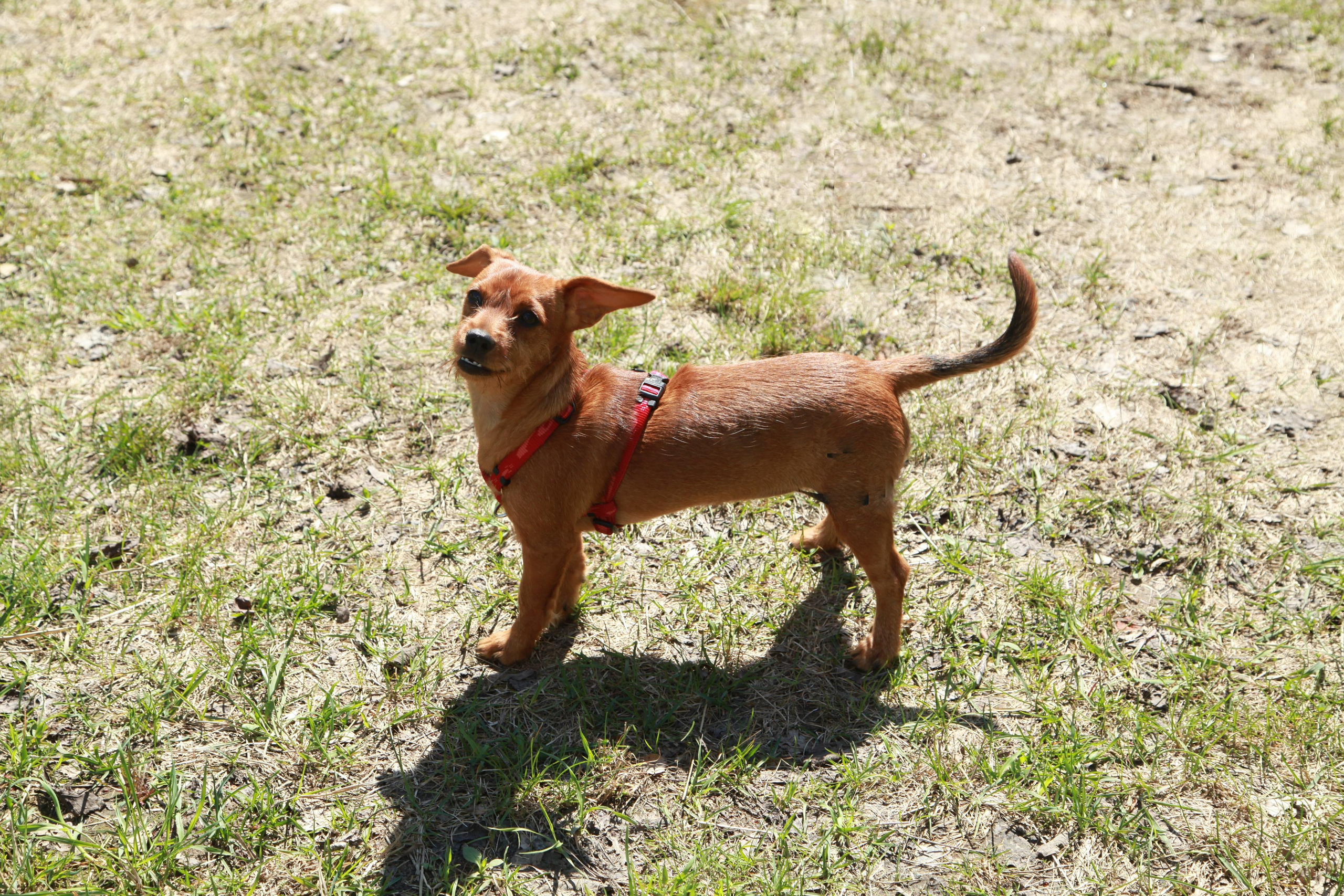 Таксы). Позитивный контент-фотограф в Санкт-Петербурге Мария Устинова