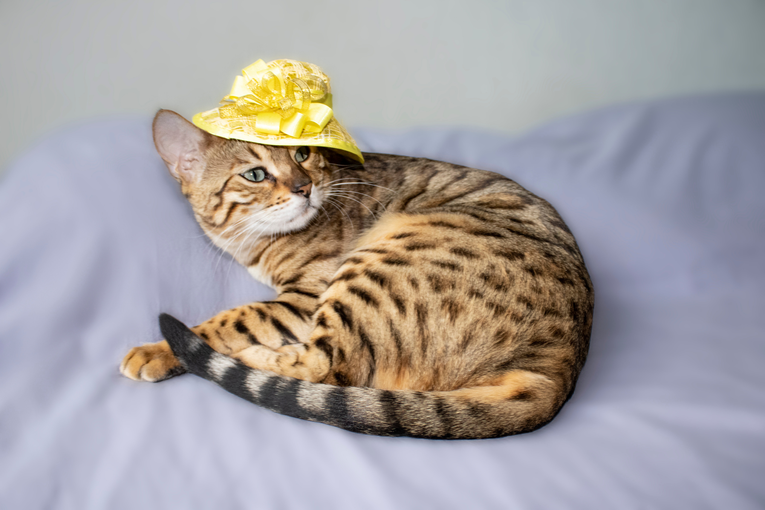 Бенгальская красавица Веста. Позитивный контент-фотограф в Санкт-Петербурге Мария Устинова