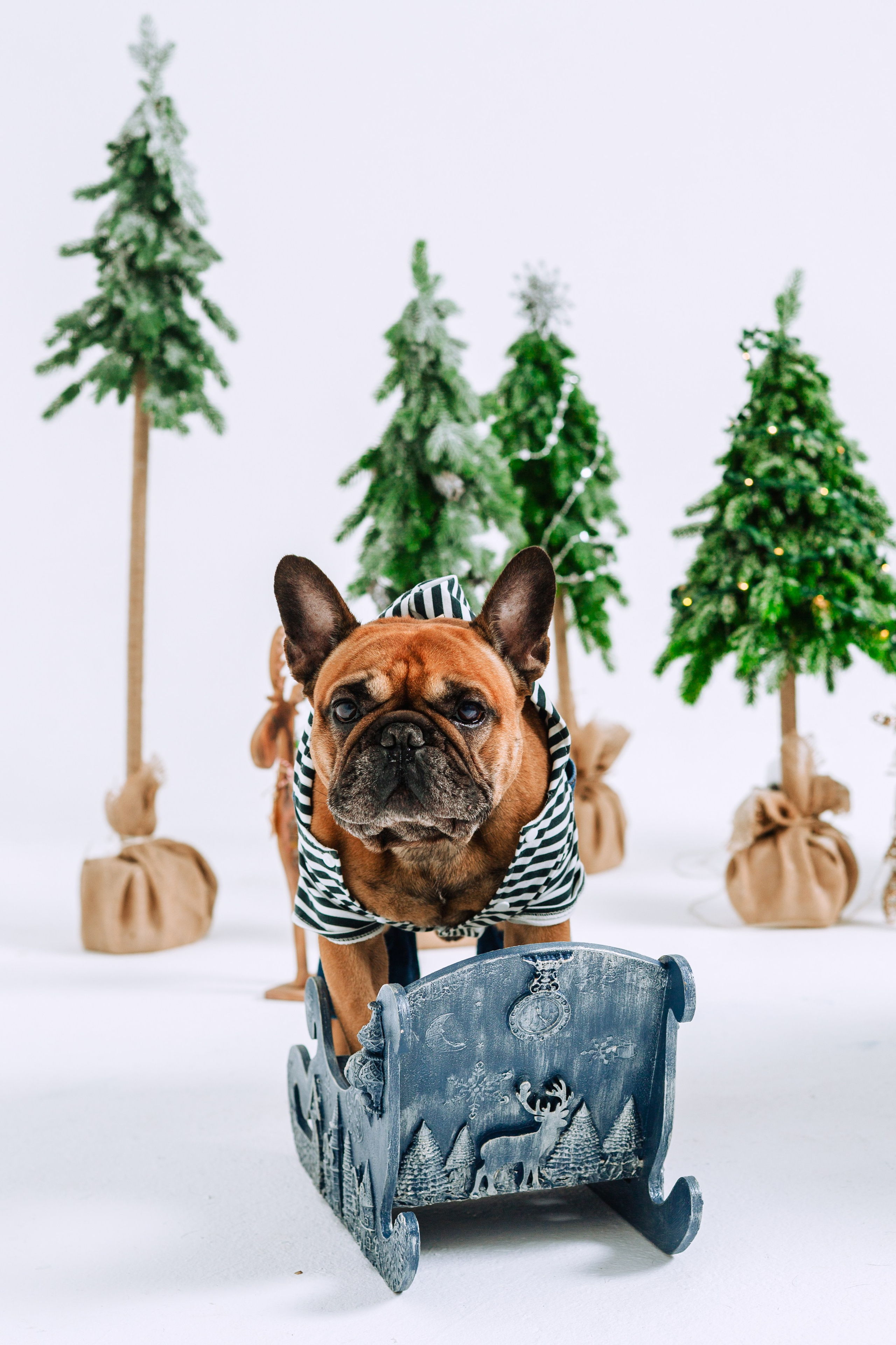 Бульвстреча 2025. Фотограф-анималист Татьяна Степанова