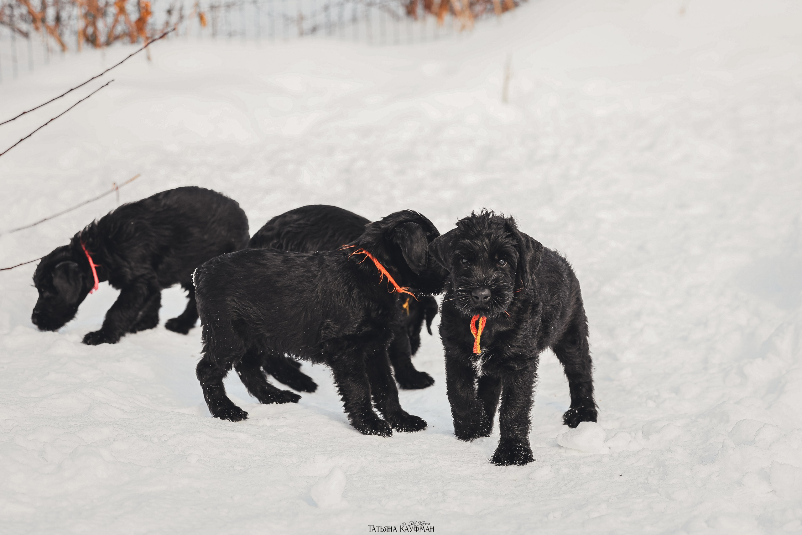 Ризеншнауцер, щенки ризеншнауцера, купить ризеншнауцера, купить щенка, ризеншнауцер Новосибирск, фотосъемка щенков, фотосессия собак, заказать фотосессию, фотографии щенков, сфотографировать щенка, фотограф Анималист, фотограф собак Новосибирск, фотограф анималист Новосибирск