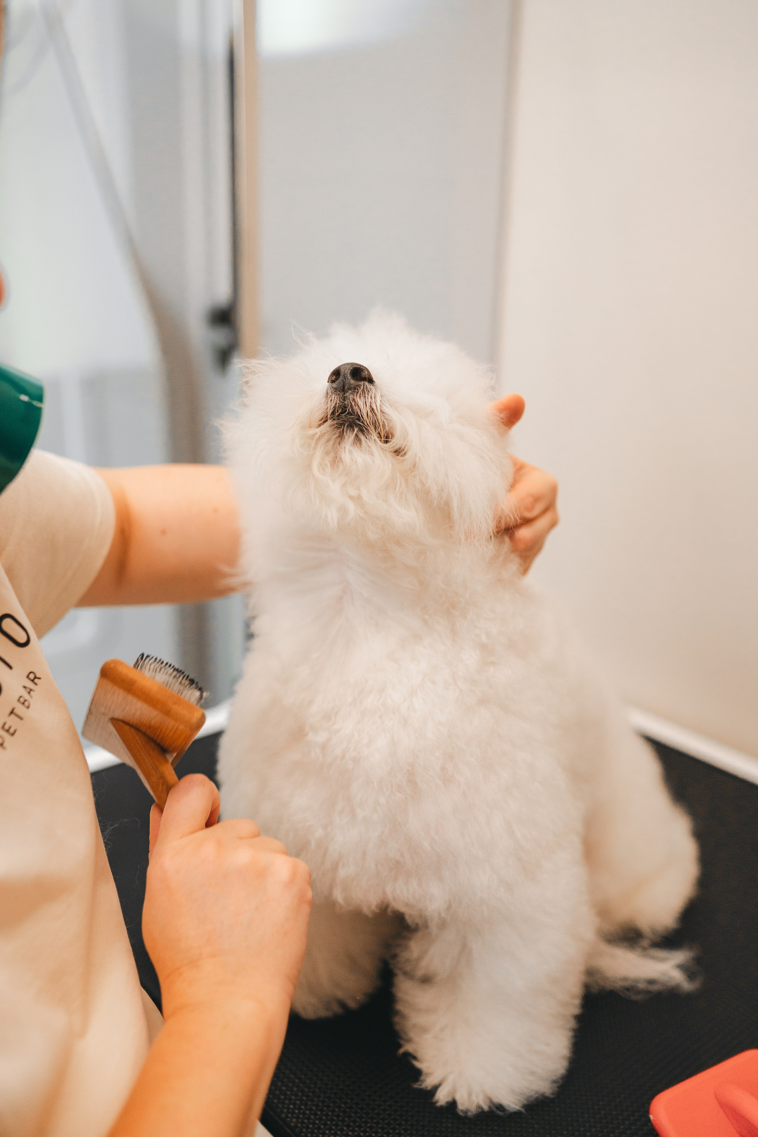 Груминг — салон. Фотограф анималист Осипчикова Мария